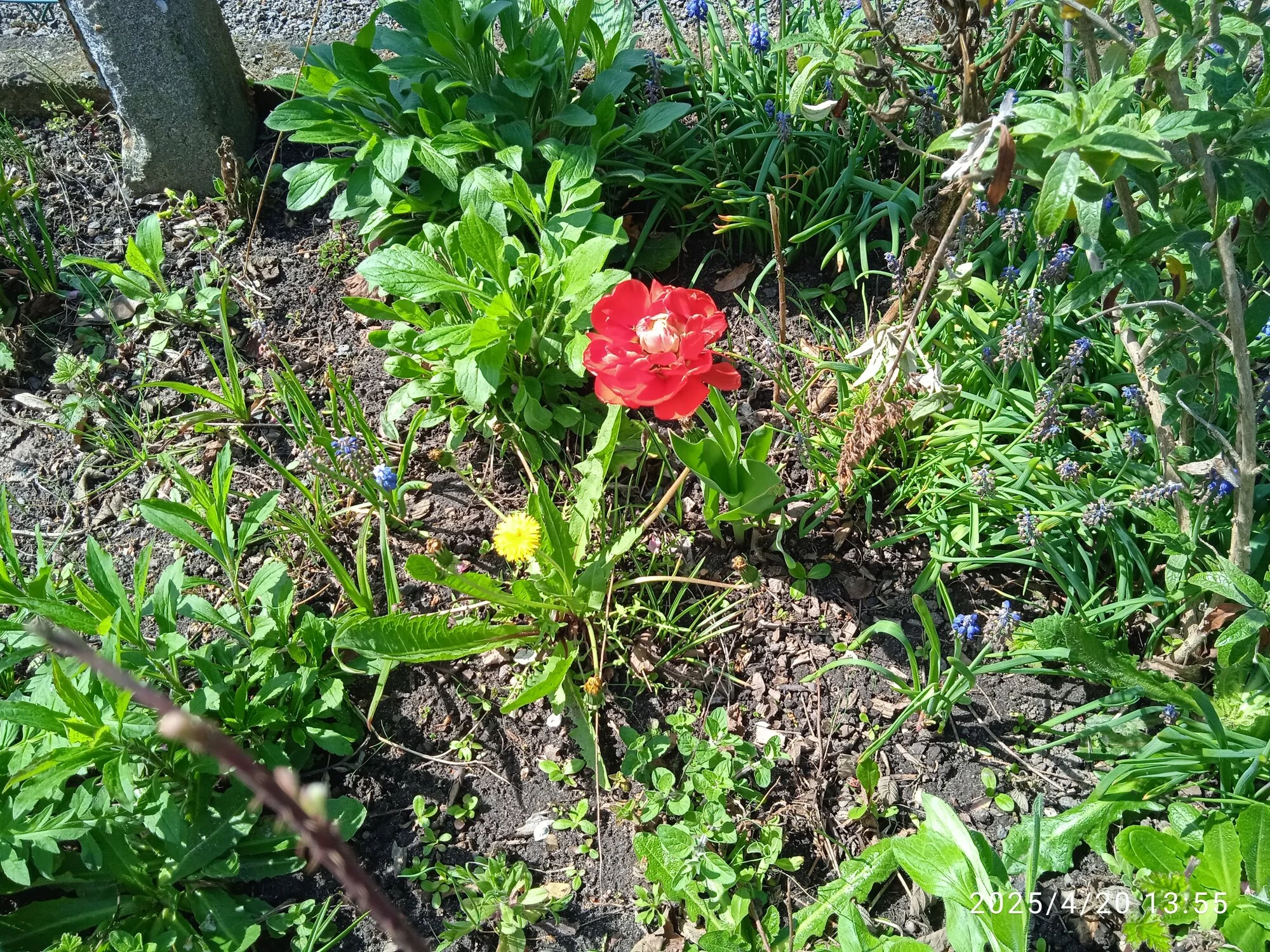 IMG_20250420_135511_1.webp