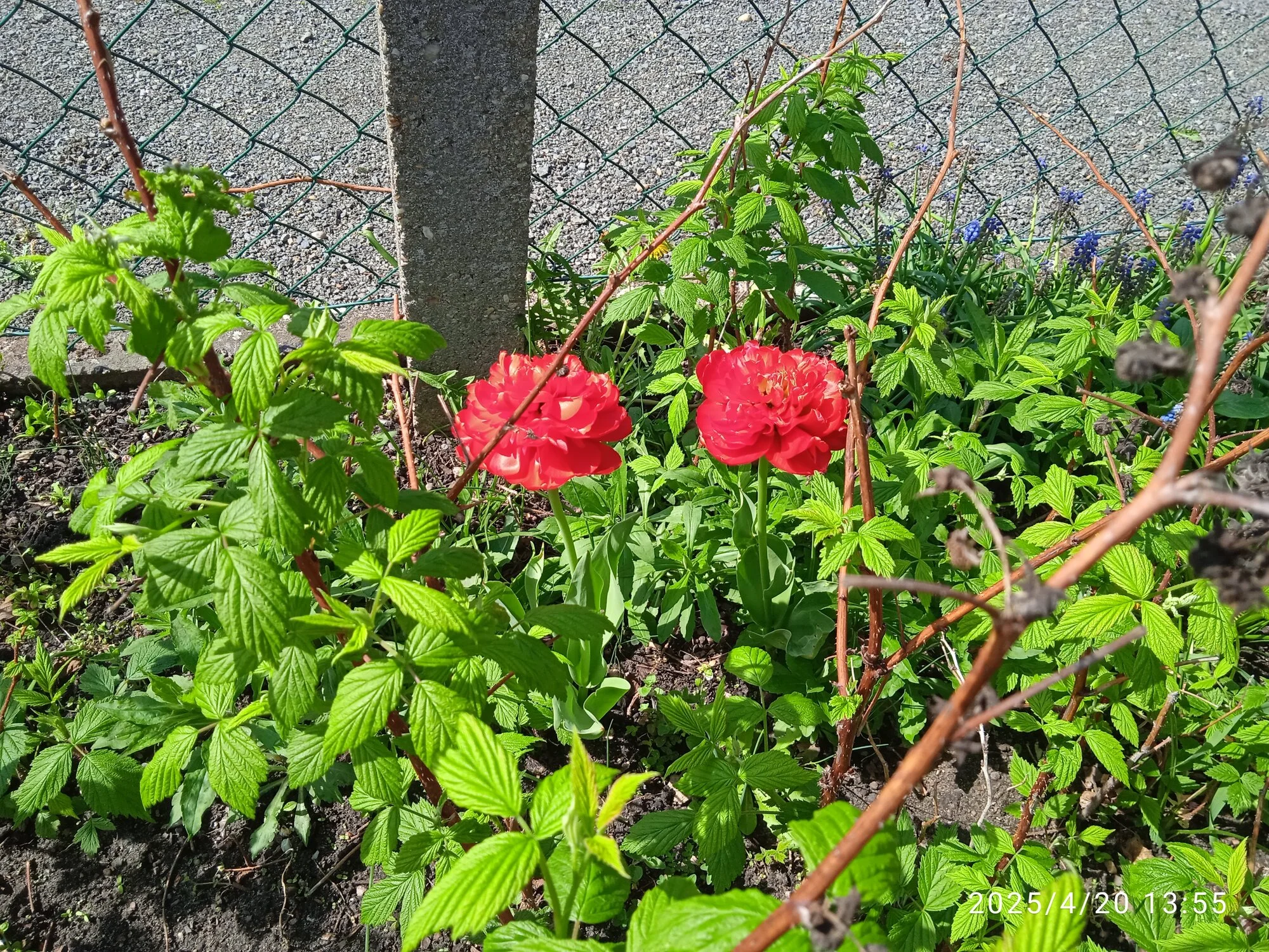 IMG_20250420_135533_1.webp