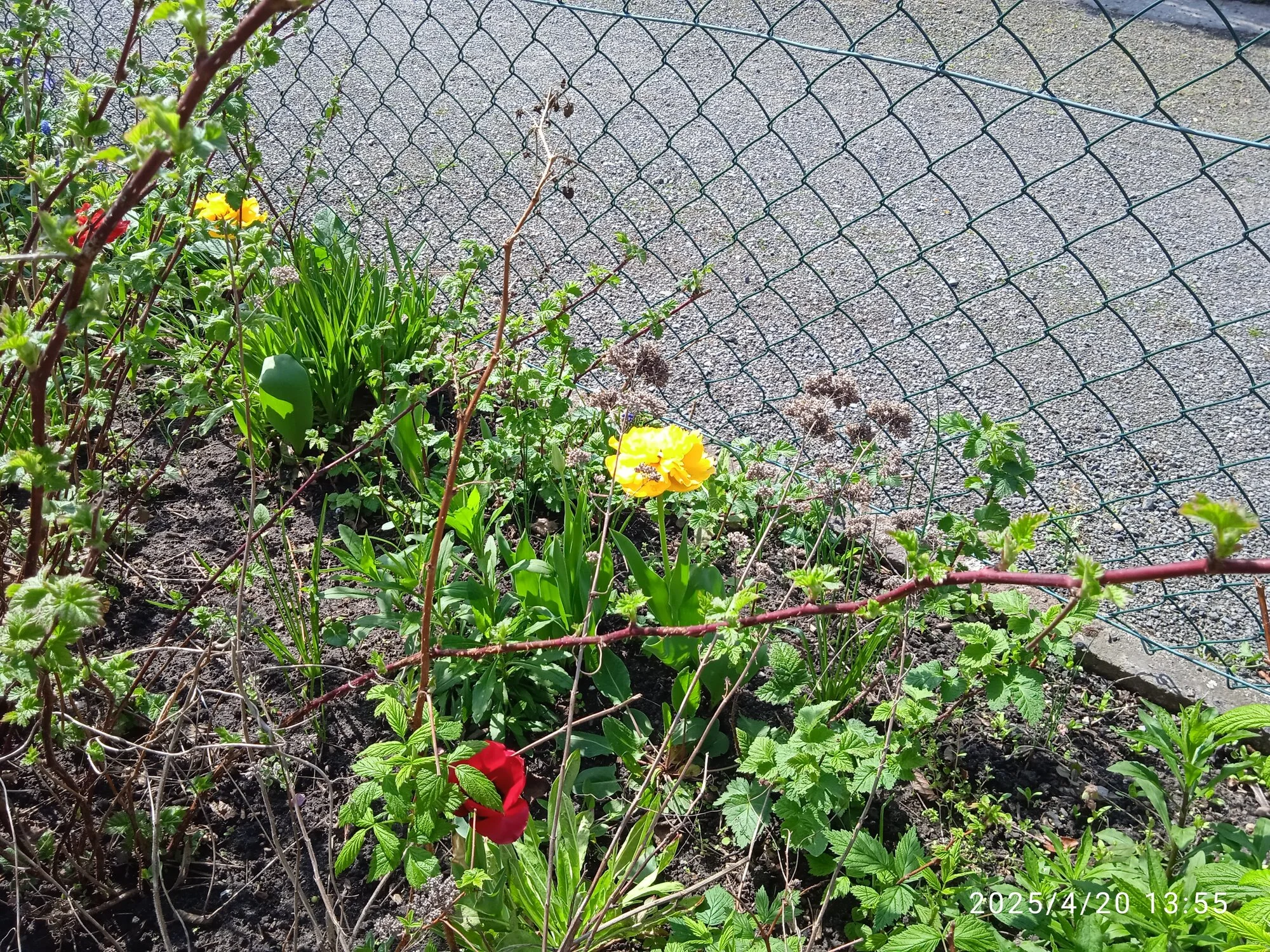 IMG_20250420_135547.webp