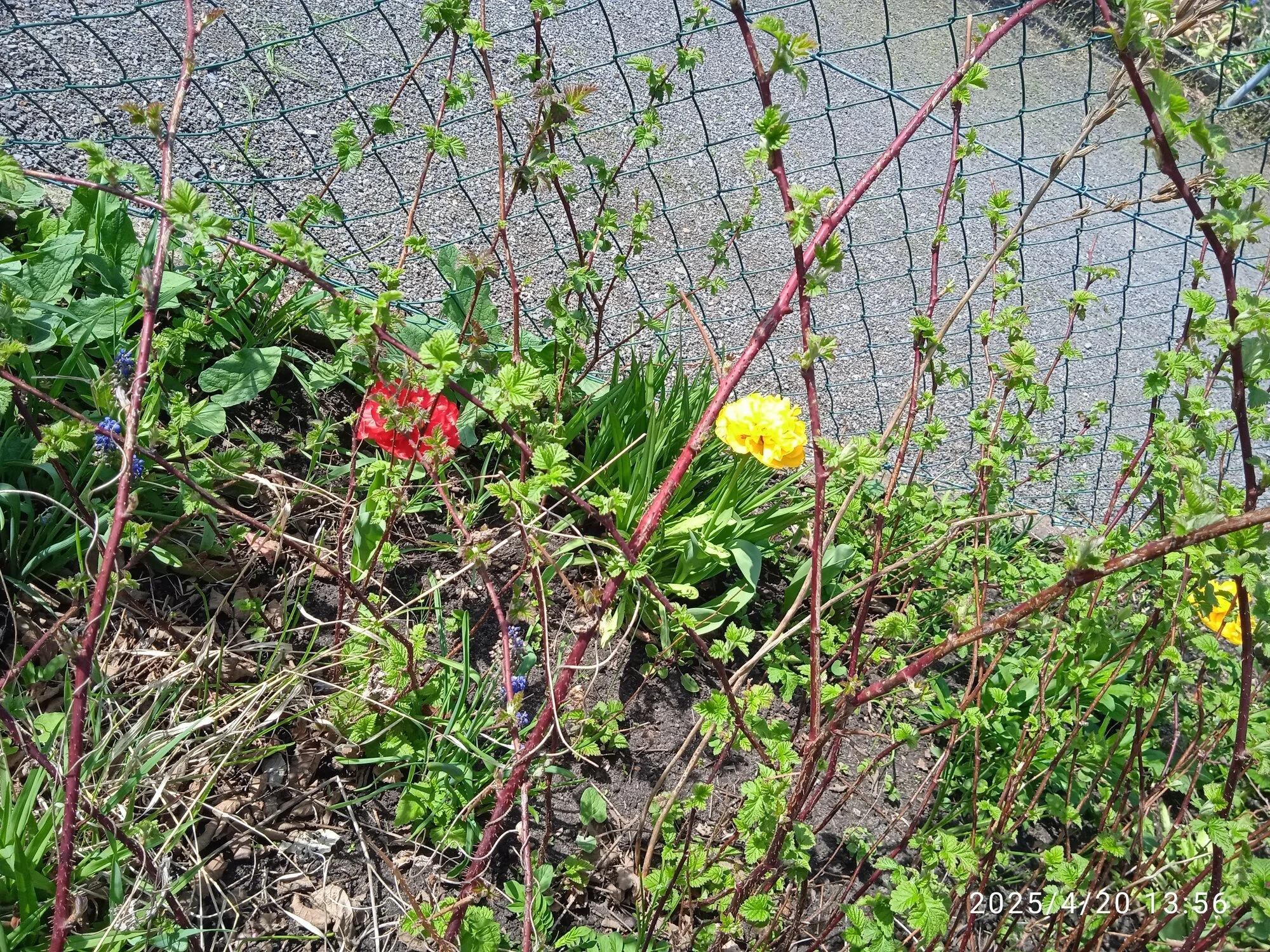 IMG_20250420_135601_1.webp