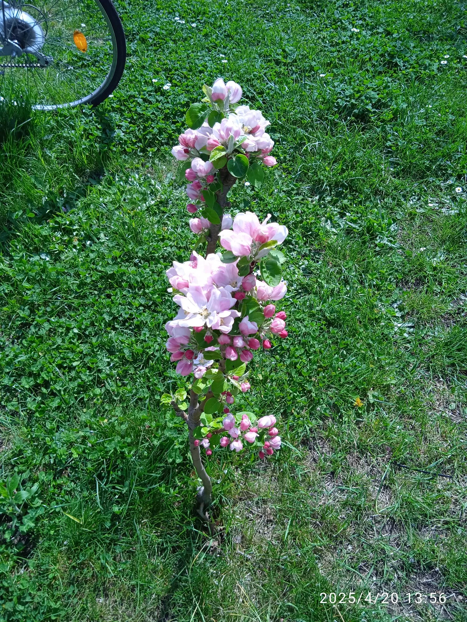 IMG_20250420_135637.webp