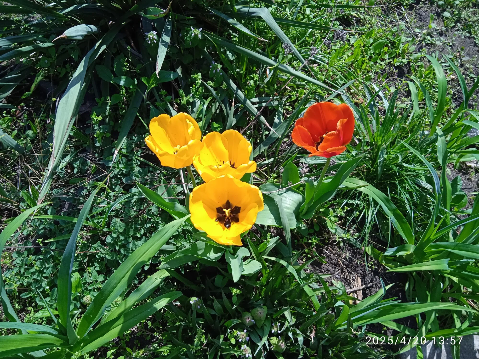 IMG_20250420_135729_1.webp