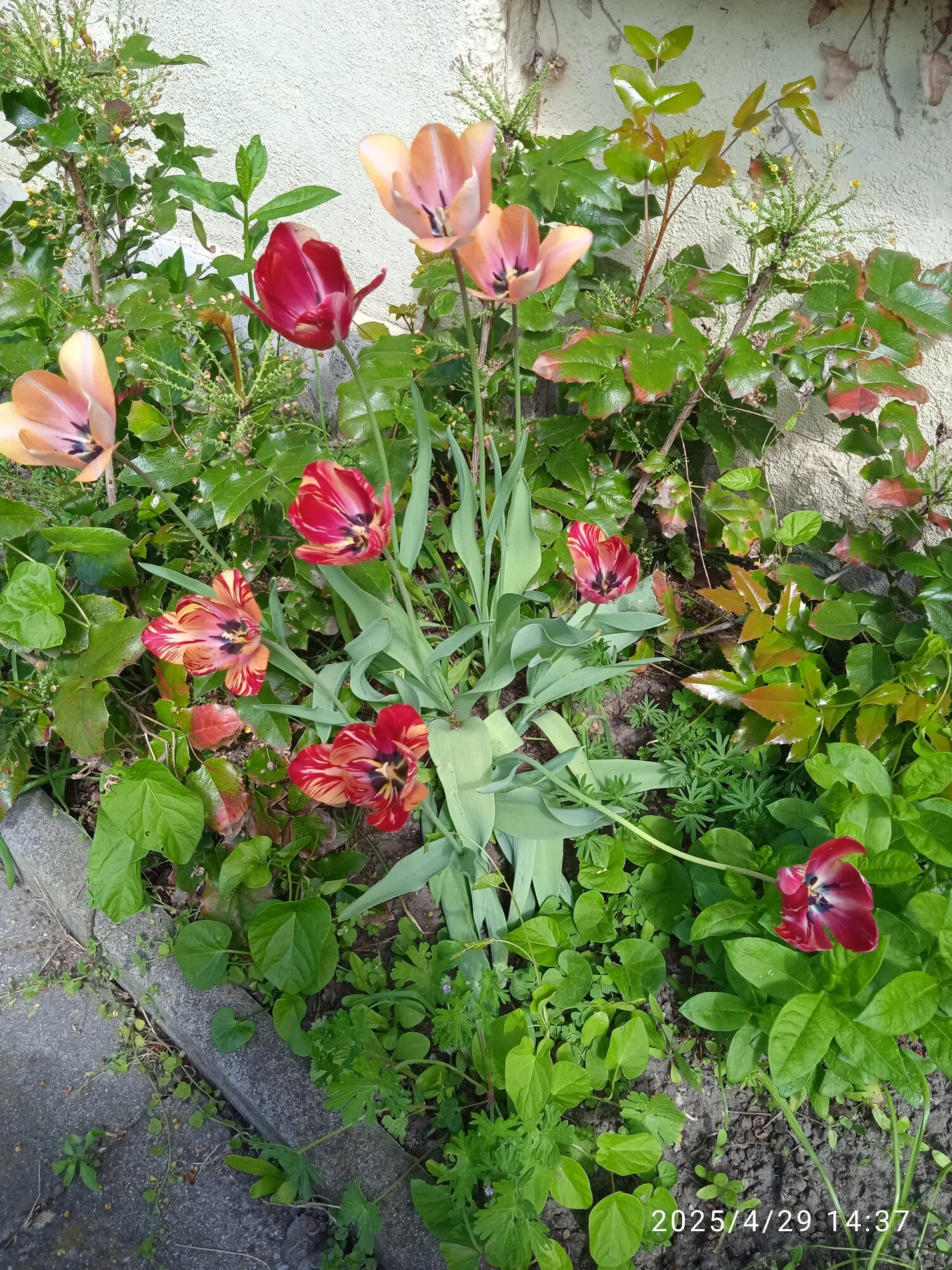 IMG_20250429_143714.webp