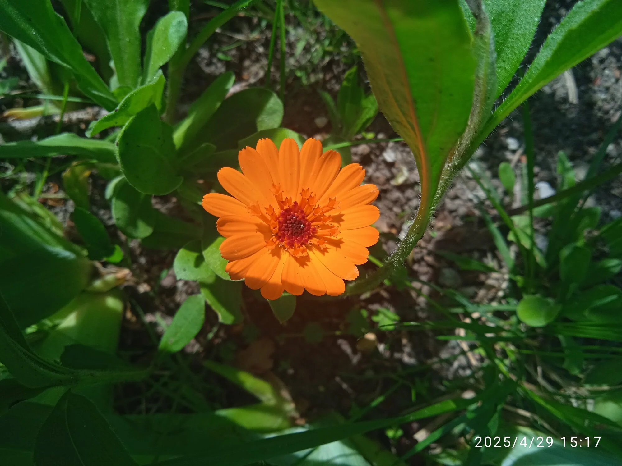 IMG_20250429_151704.webp