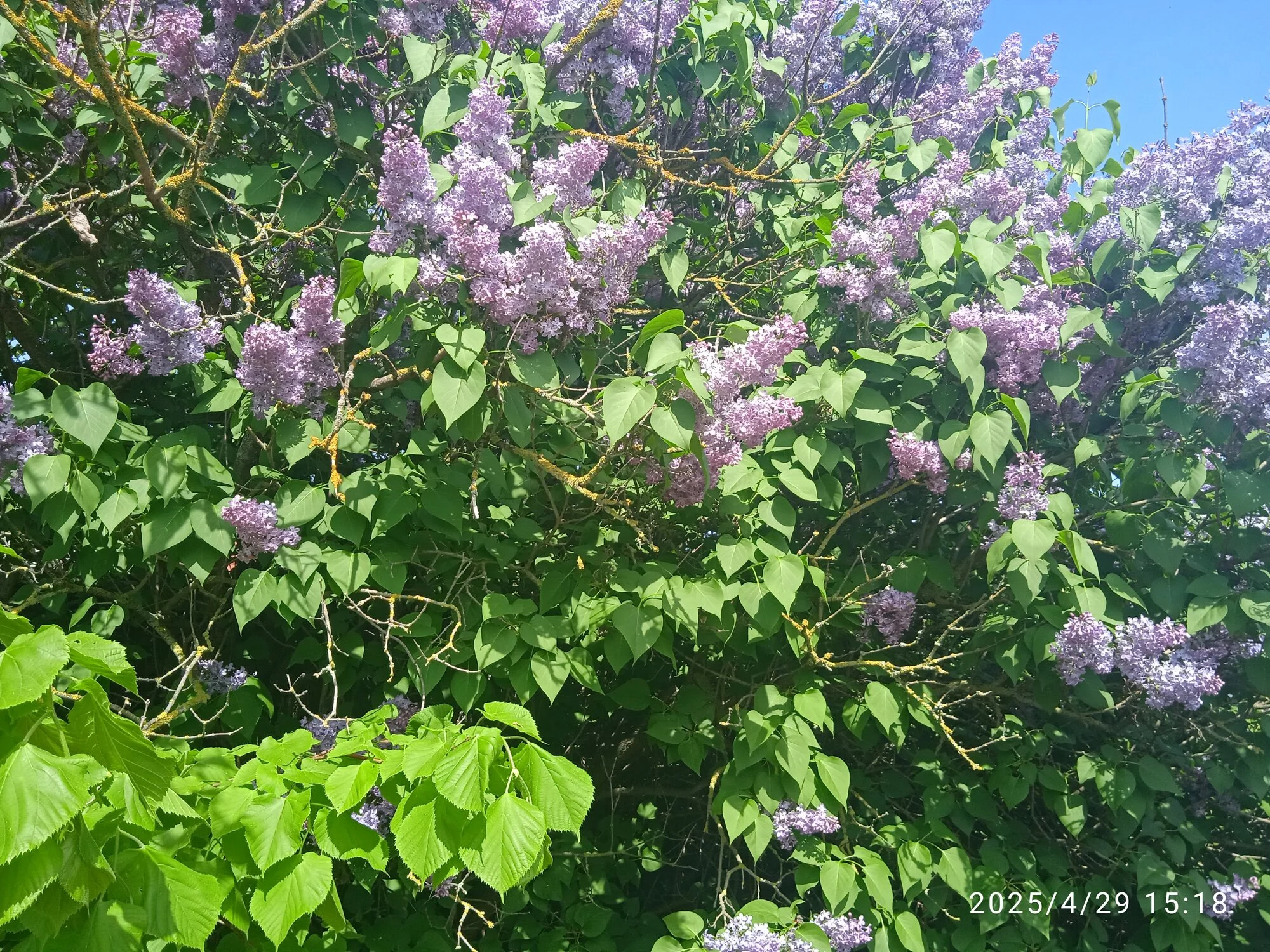 IMG_20250429_151804_1.webp
