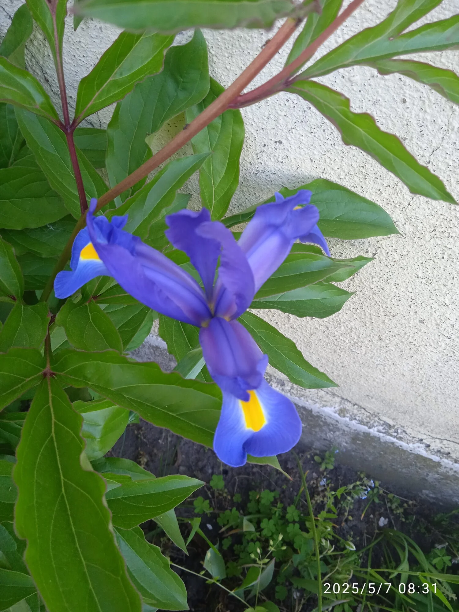 IMG_20250507_083122.webp