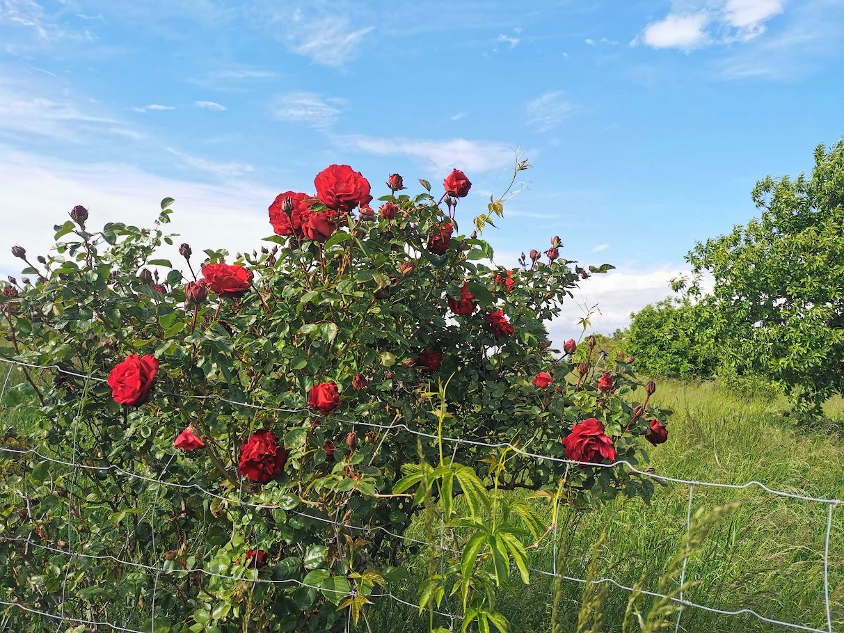 IMG_20250516_163524.webp