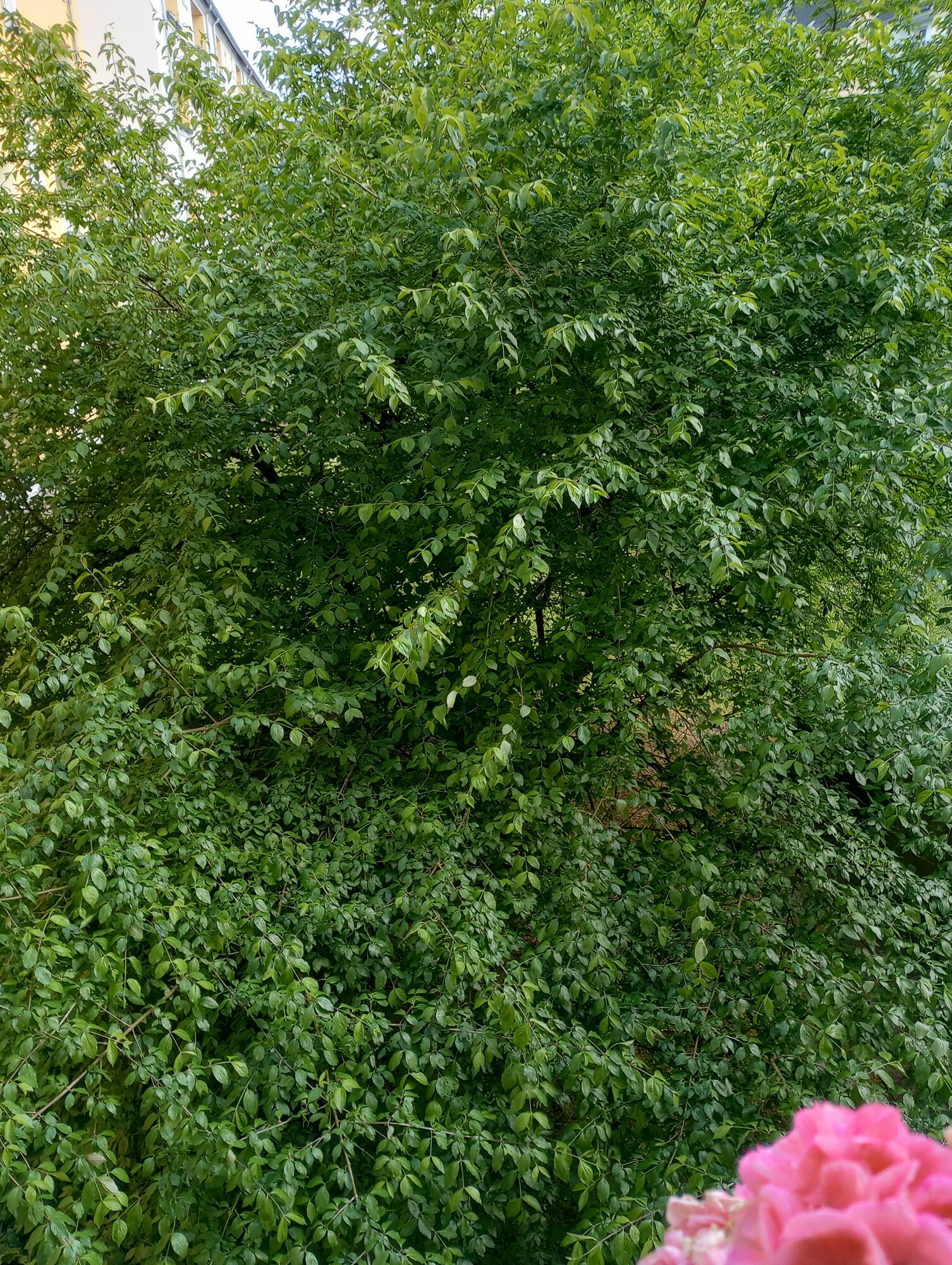 IMG_20250526_100500095_HDR.jpg
