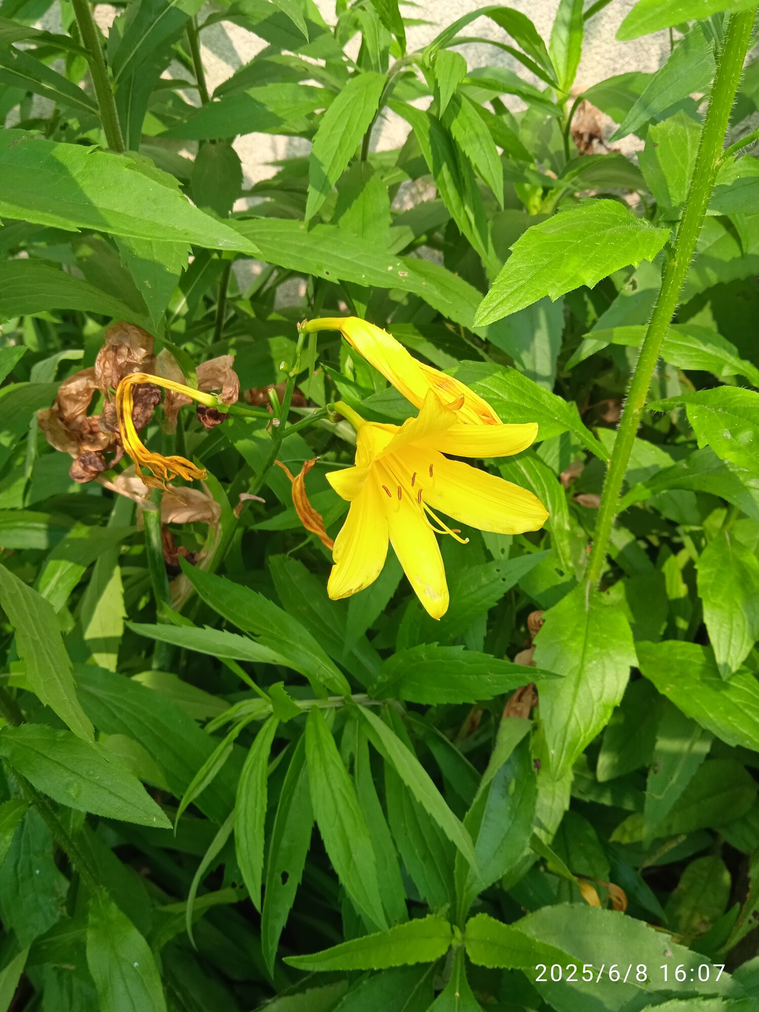 IMG_20250608_160724.jpg