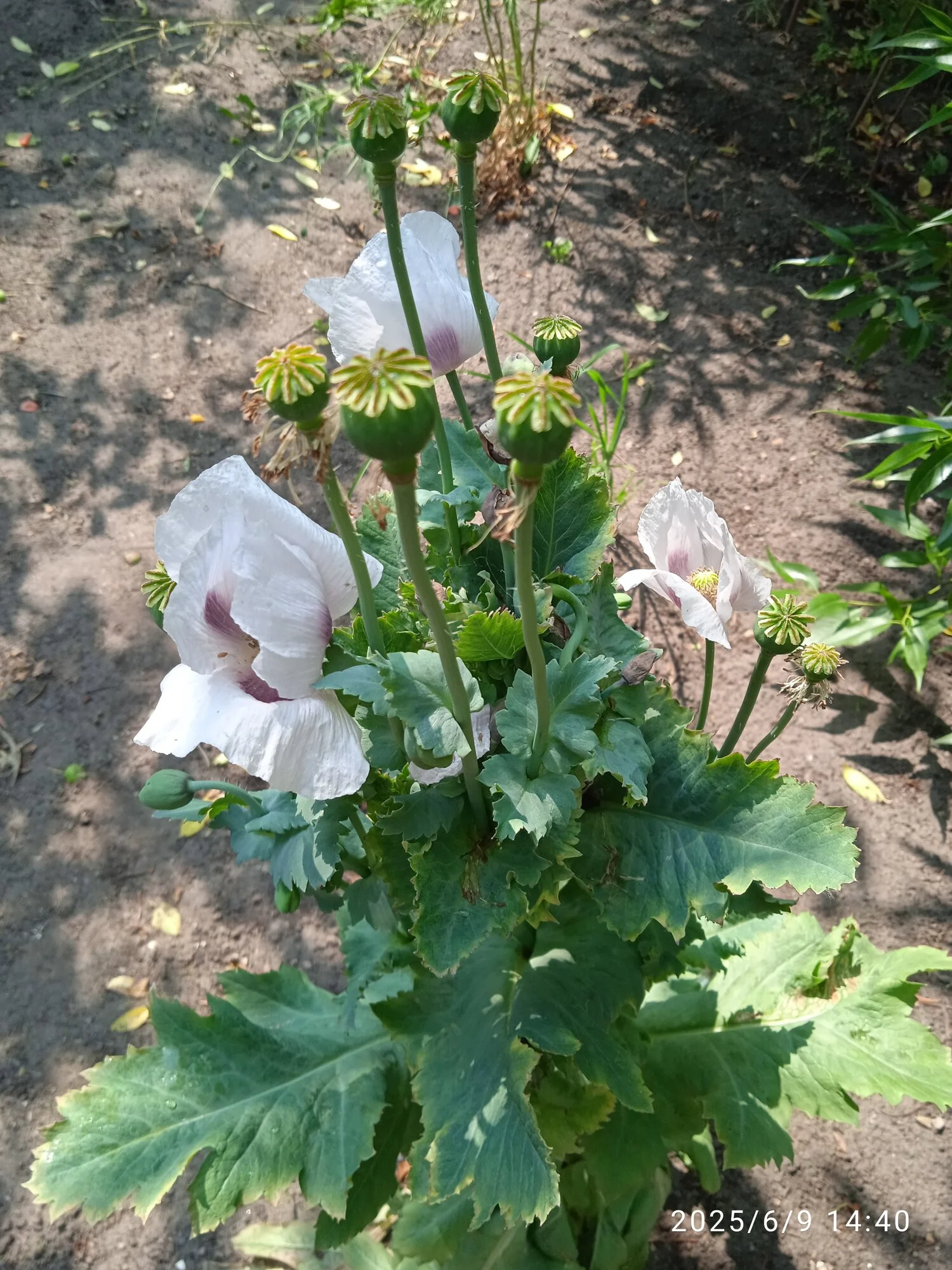 IMG_20250609_144031.webp