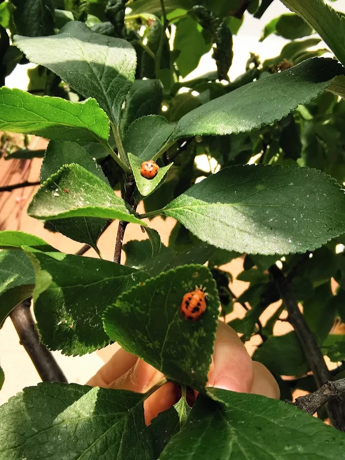 IMG_20250611_120017 (1).webp