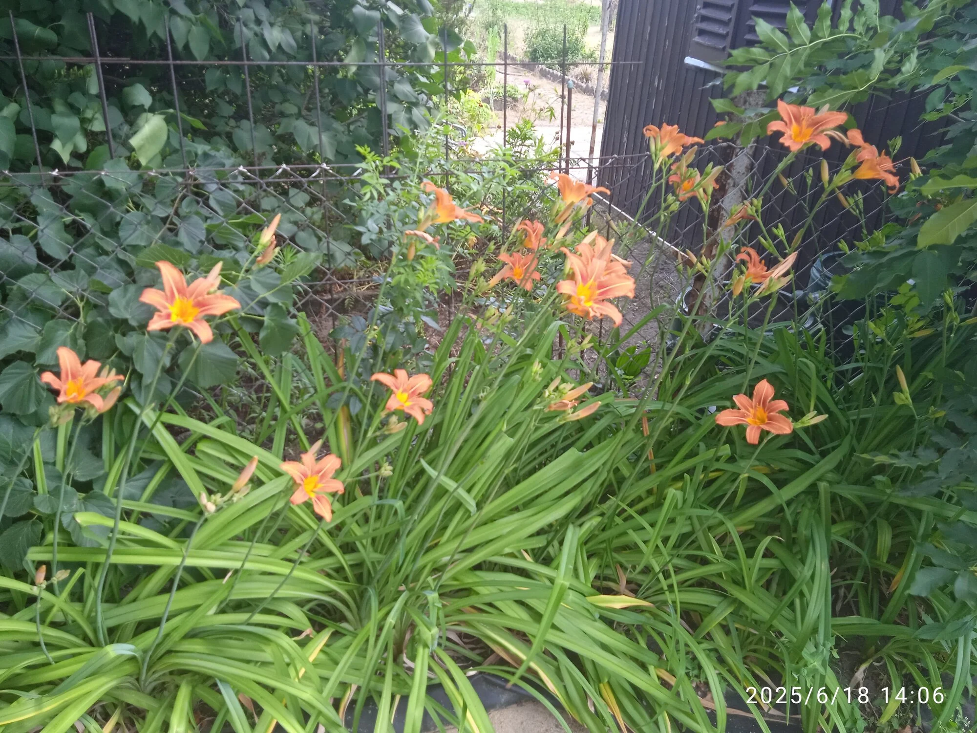 IMG_20250618_140653.webp