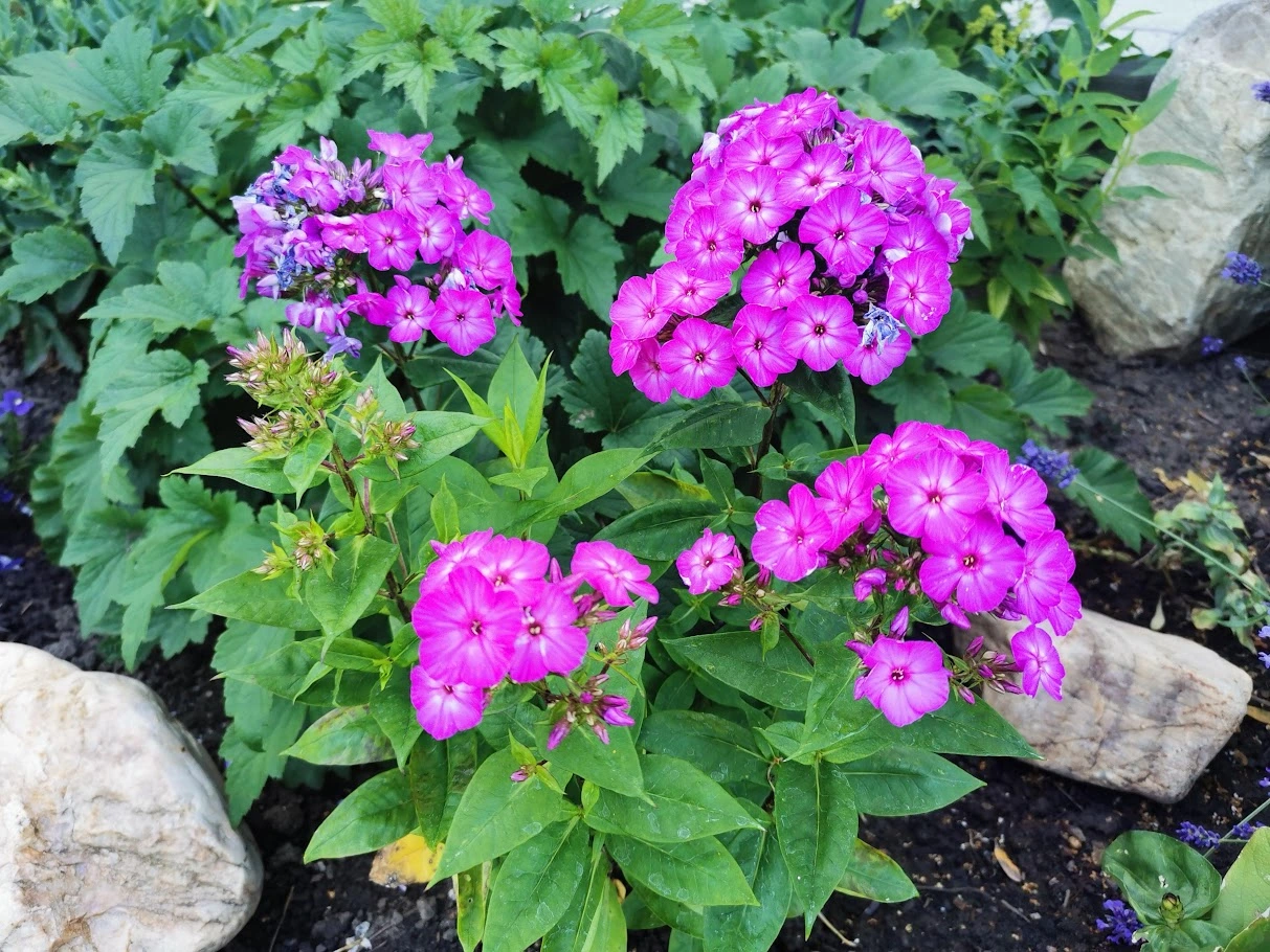 IMG_20250621_183223.webp