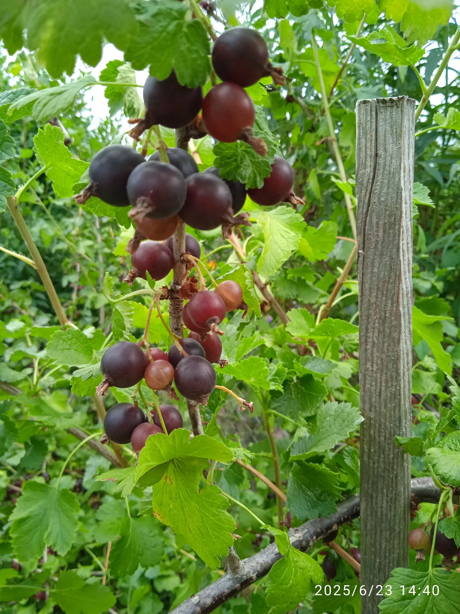 IMG_20250623_144043.webp