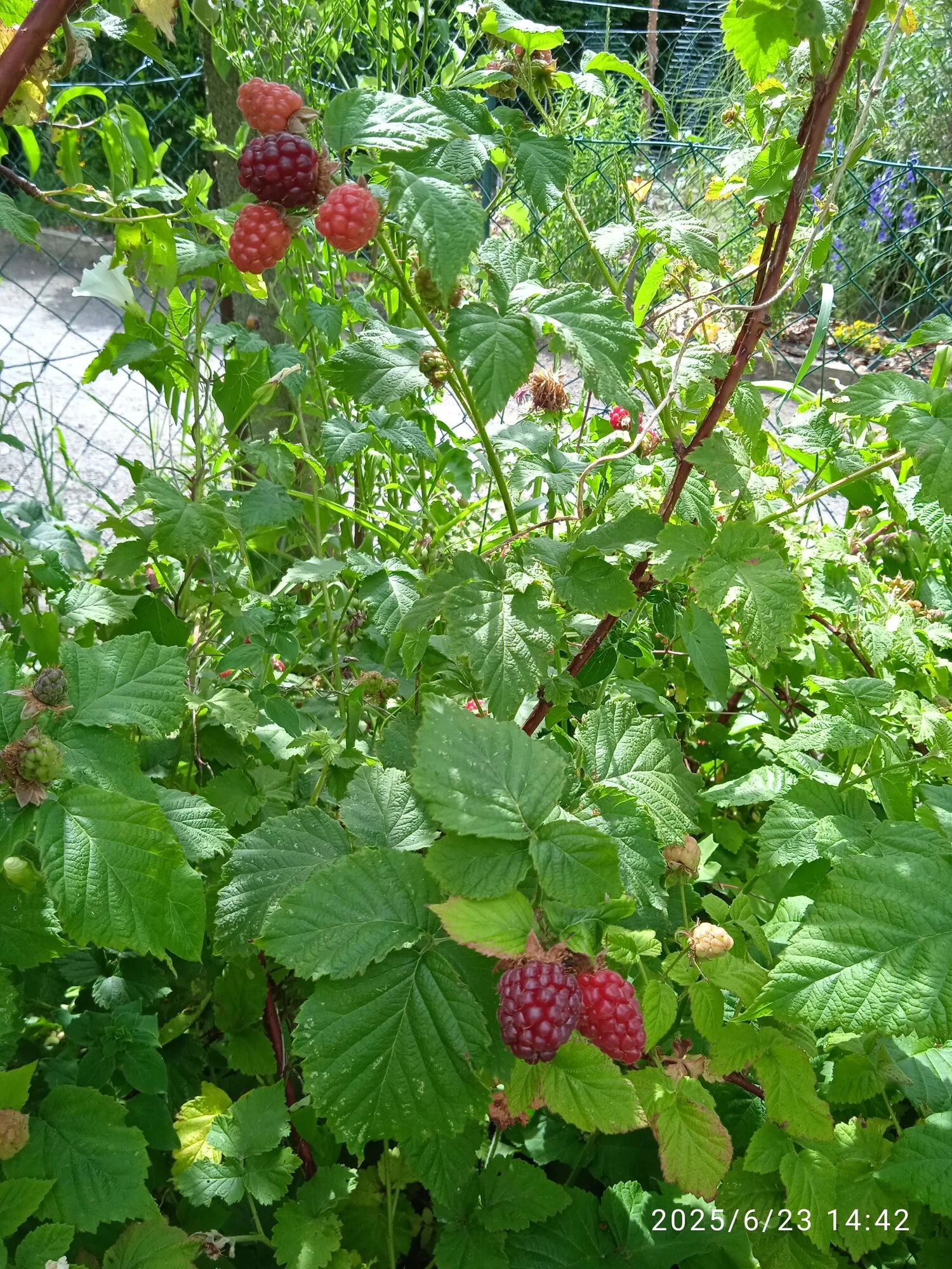 IMG_20250623_144214_1.webp