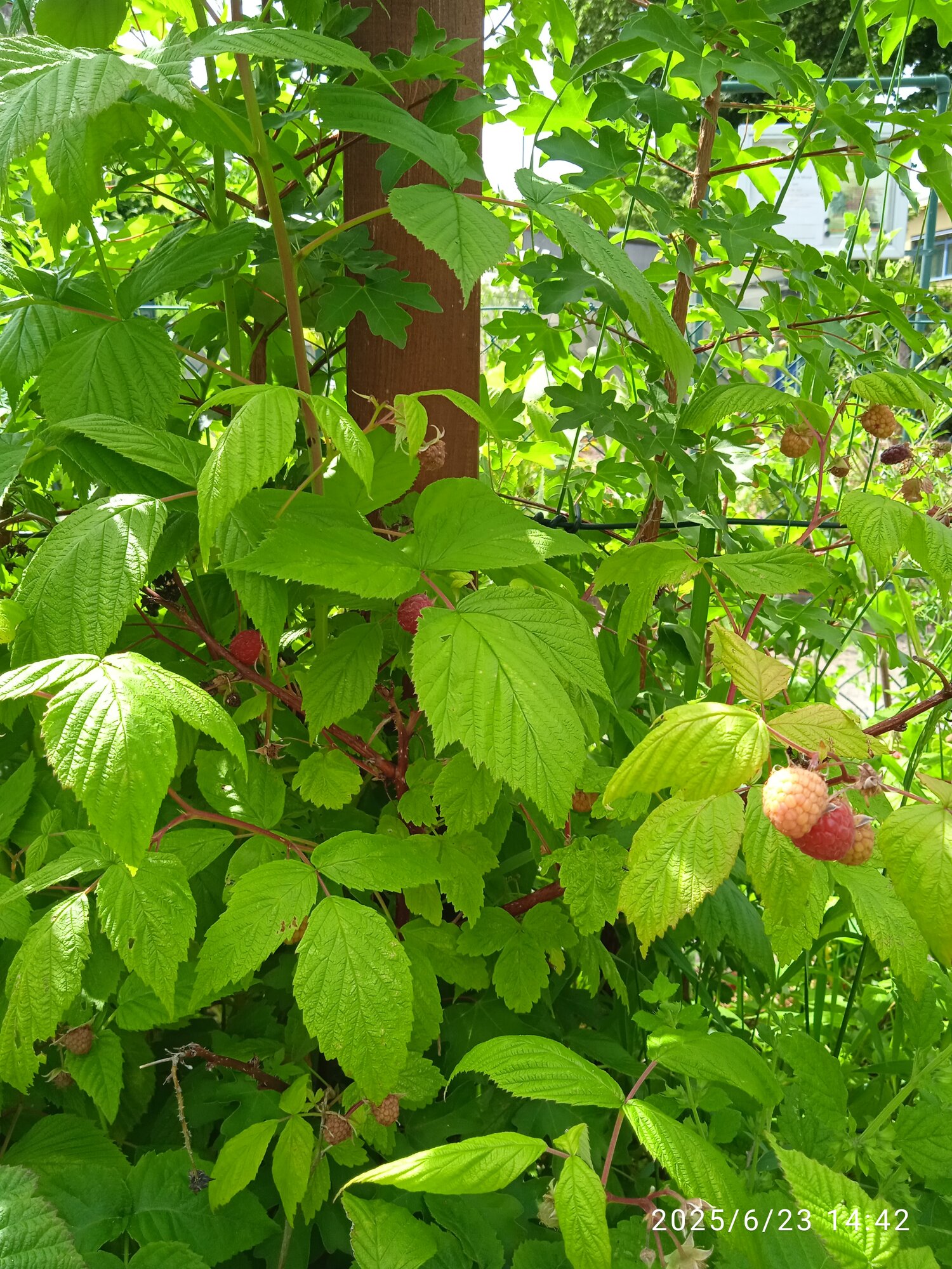 IMG_20250623_144236.jpg