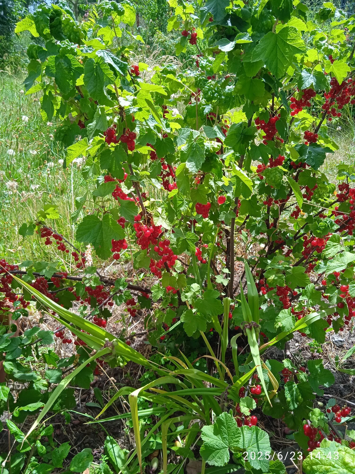 IMG_20250623_144300_1.webp