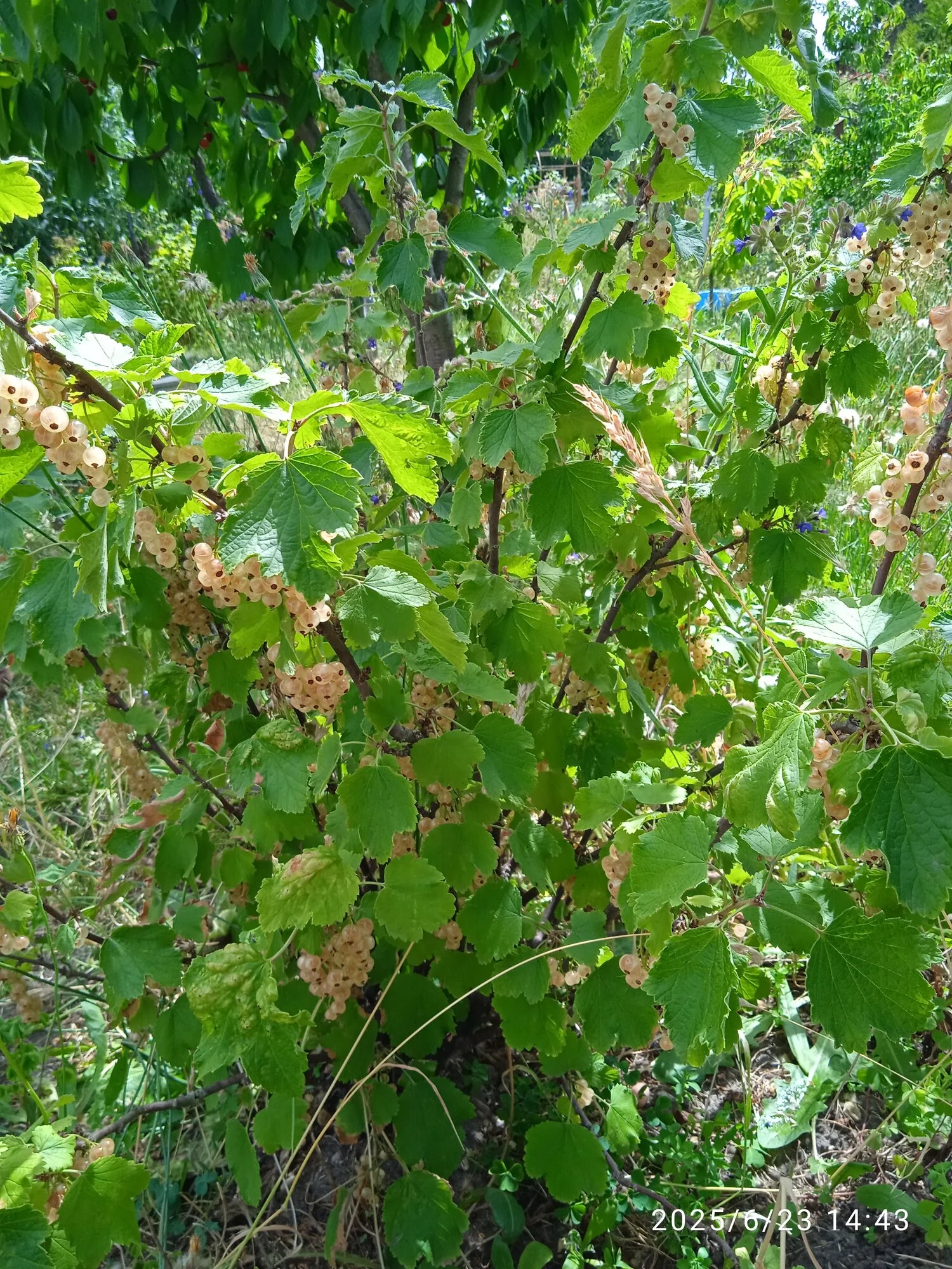 IMG_20250623_144310_1.webp
