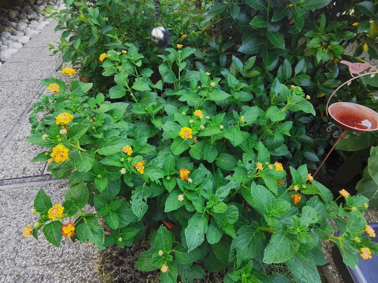 IMG_20250702_090822.webp