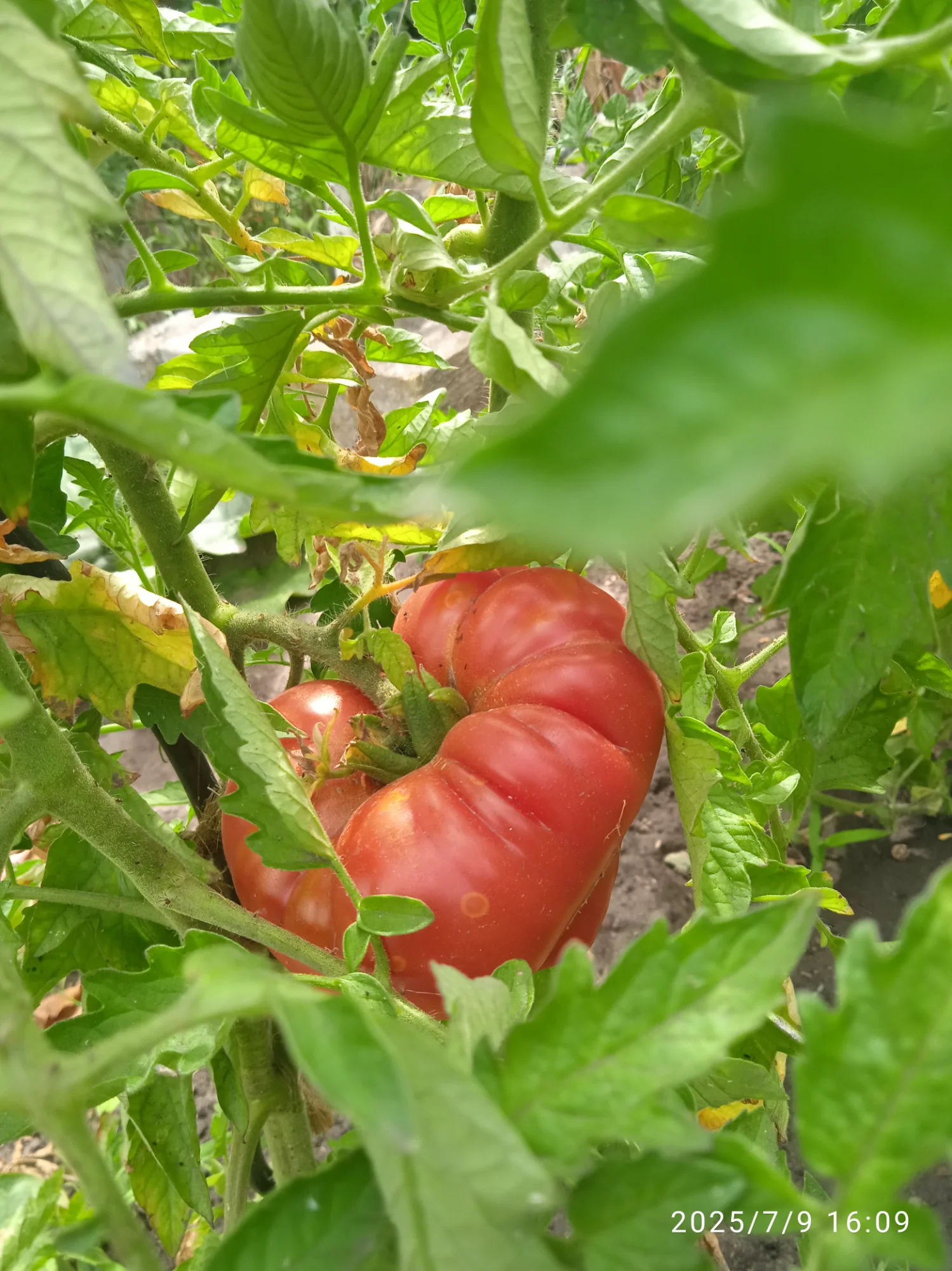 IMG_20250709_160939.webp