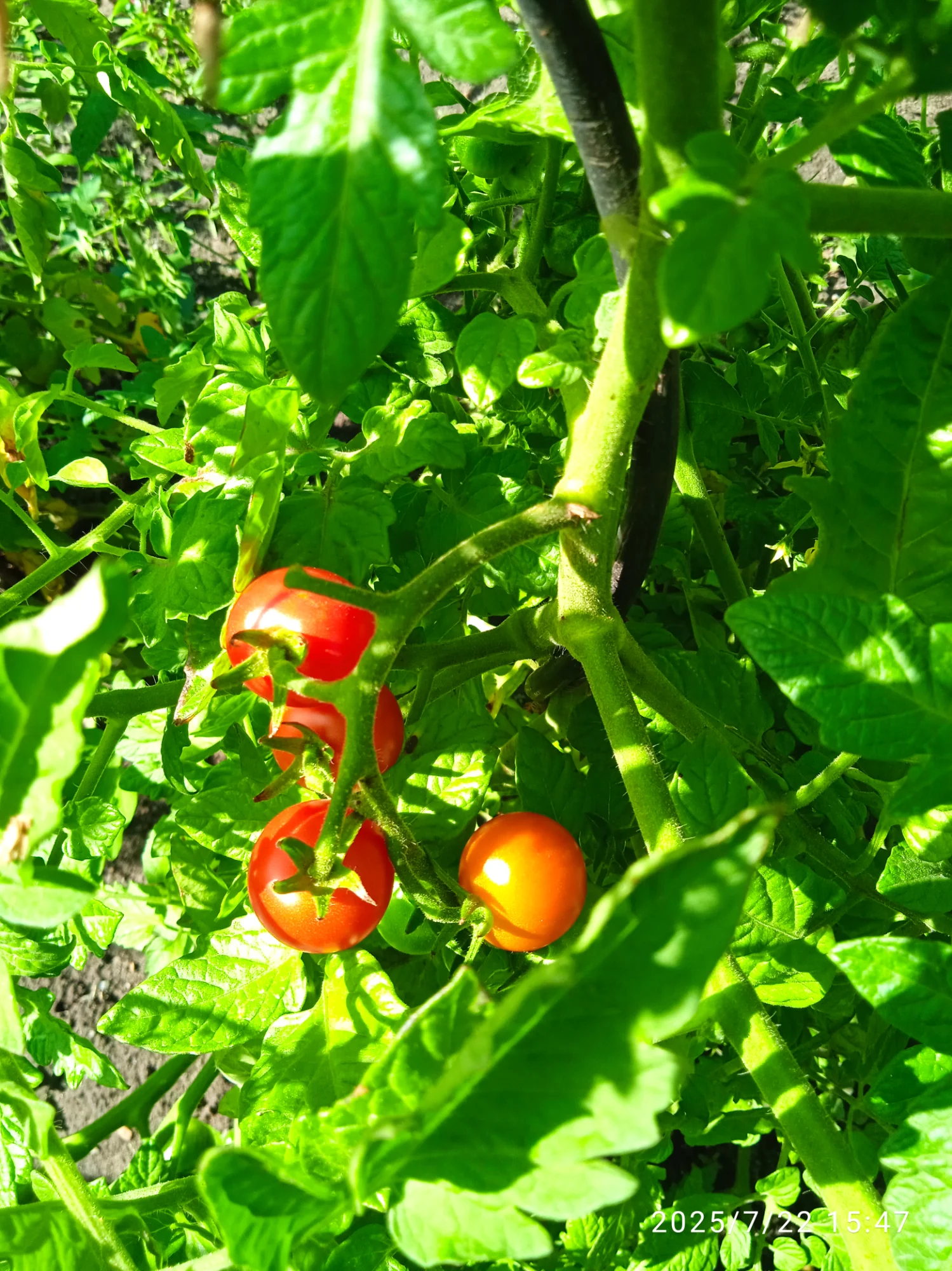 IMG_20250722_154751_1.webp
