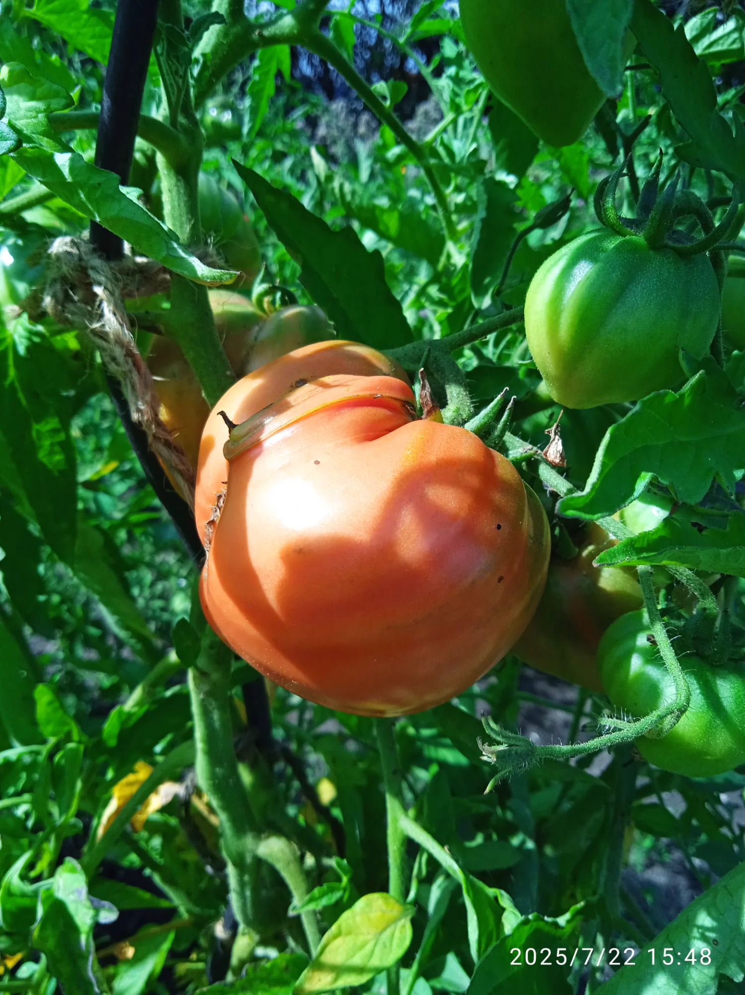 IMG_20250722_154853_1.webp