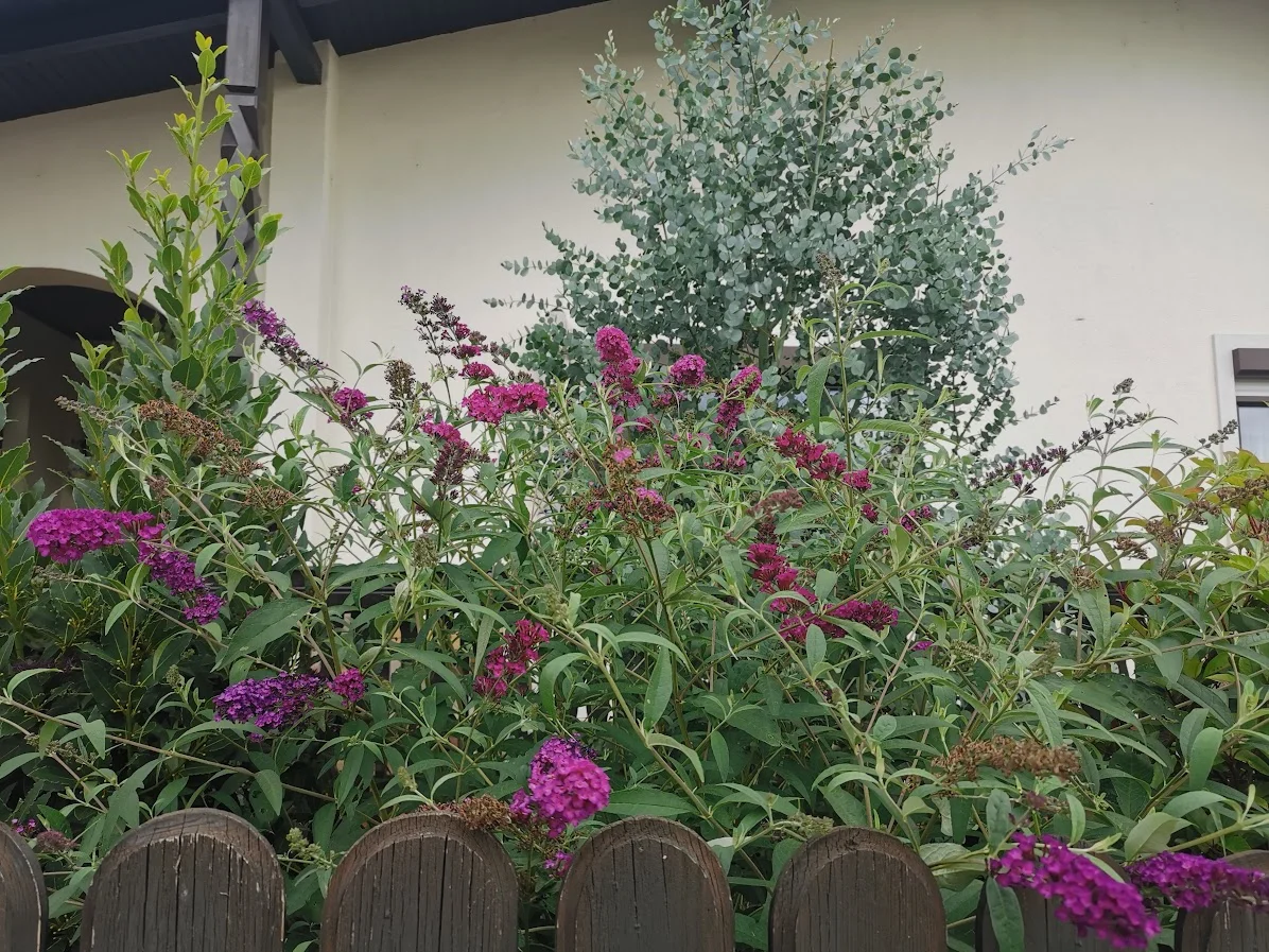 IMG_20250727_160453.webp