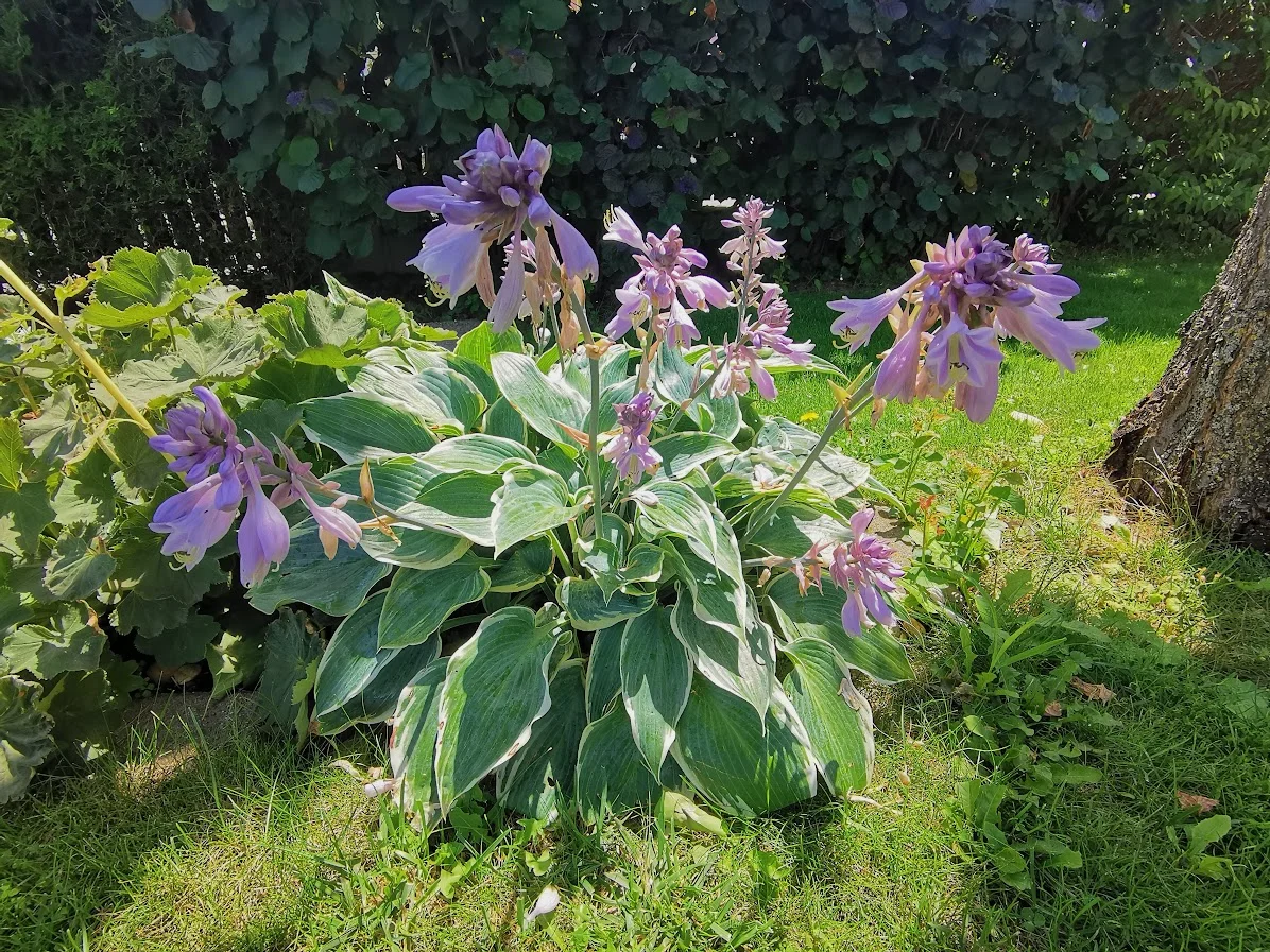 IMG_20250802_130502.webp