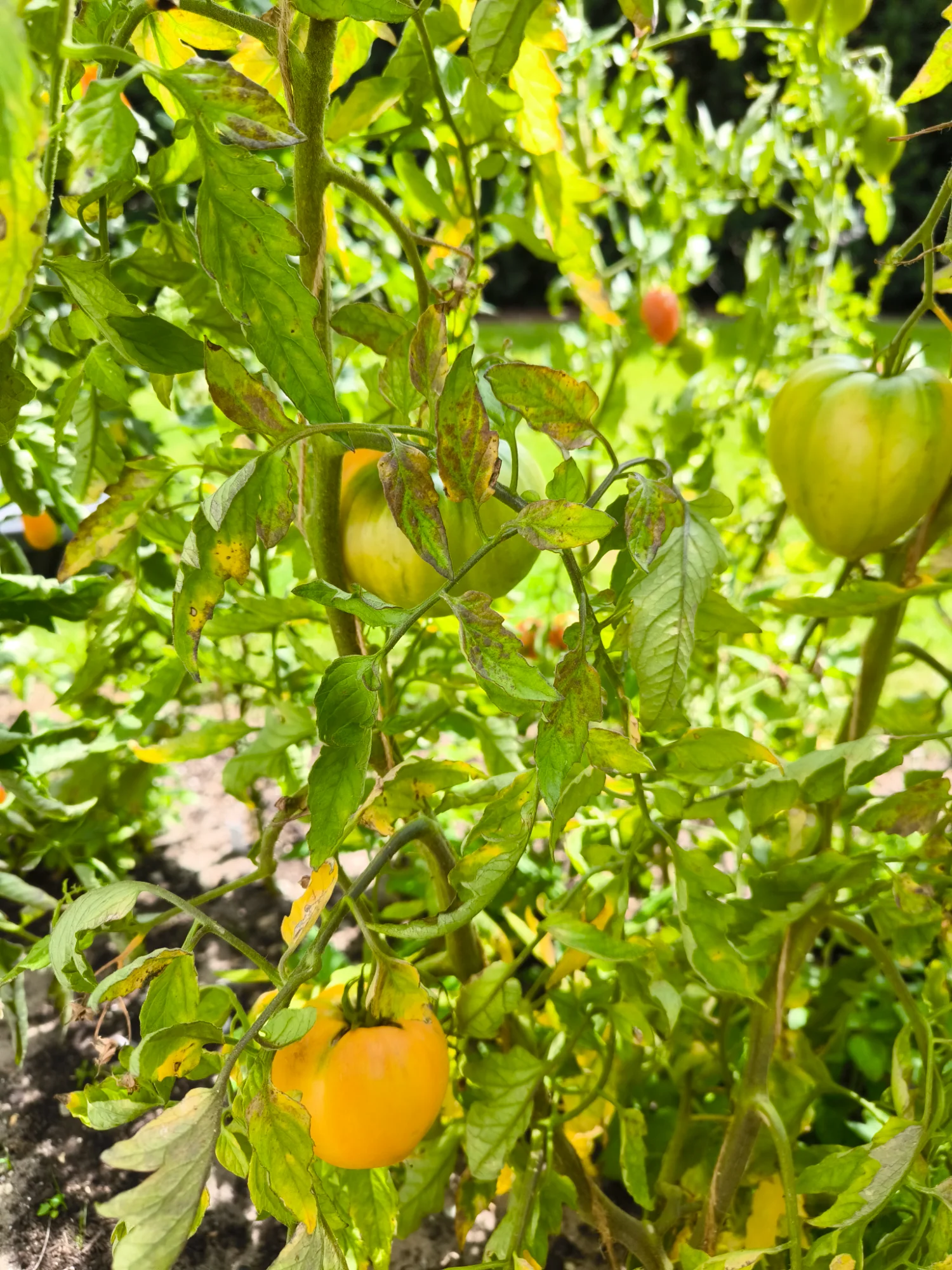 IMG_20250810_142115.webp