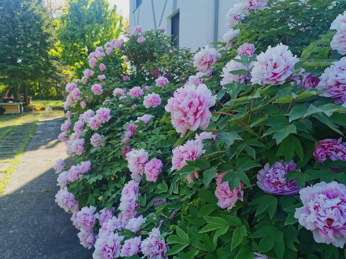 IMG_20260426_162956.webp
