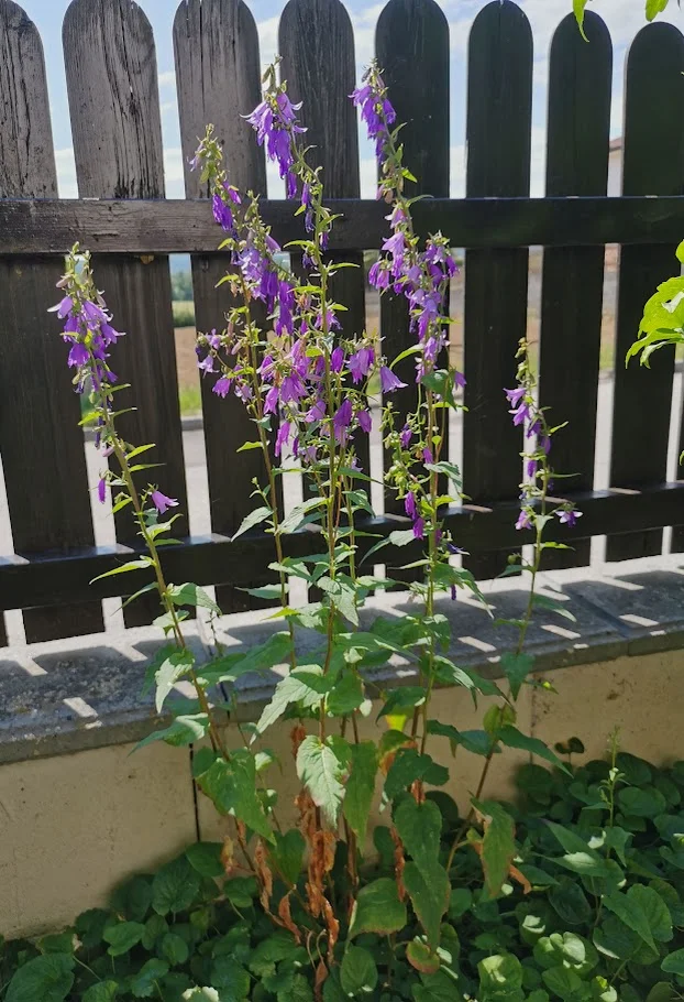 IMG_20260608_104003.webp