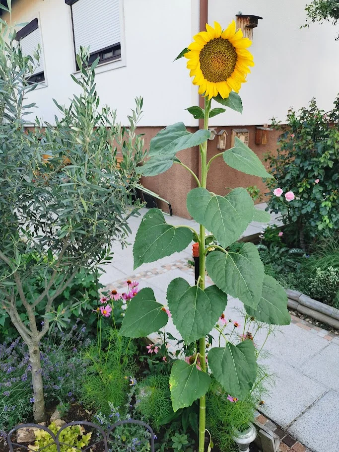 IMG_20260702_182939.webp