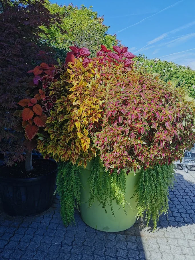 IMG_20260907_124603.webp