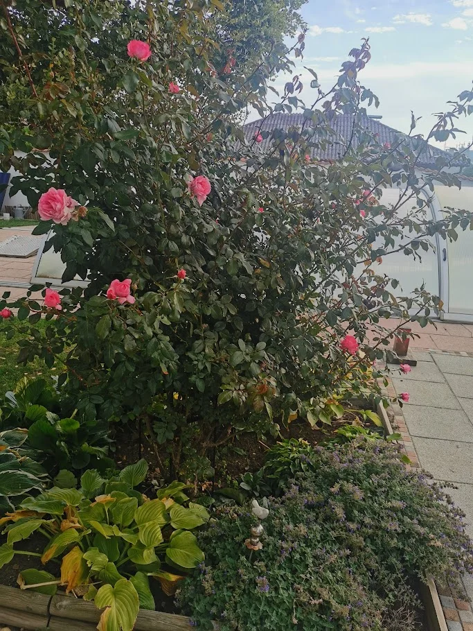 IMG_20261007_081236-EDIT.webp