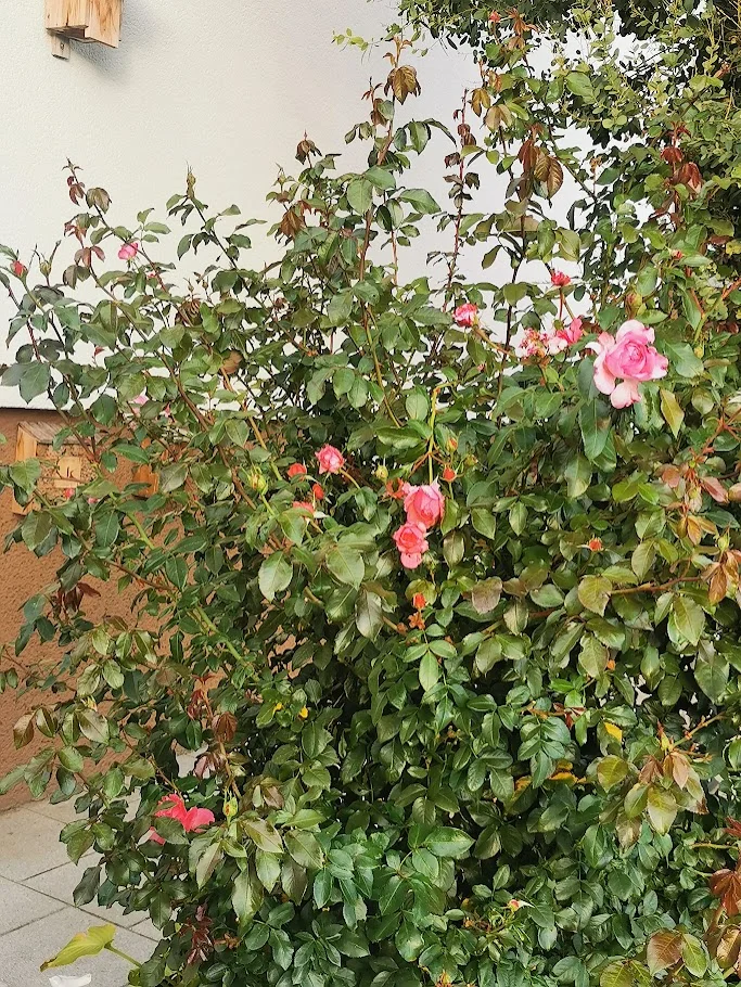 IMG_20261007_081301.webp