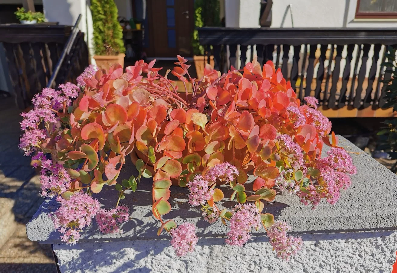 IMG_20261028_110054.webp