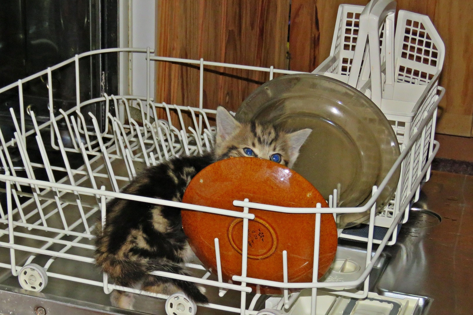 IMG_2145 v.webp