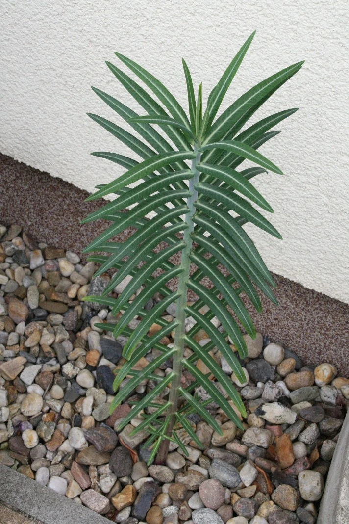 Kreuzblättrige Wolfsmilch (Euphorbia lathyris)