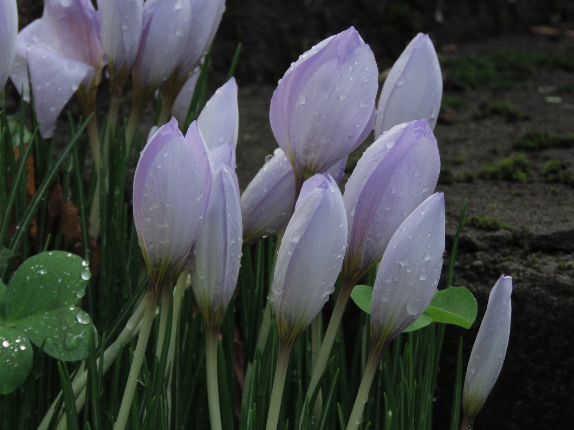 IMG_2219 v (2).webp