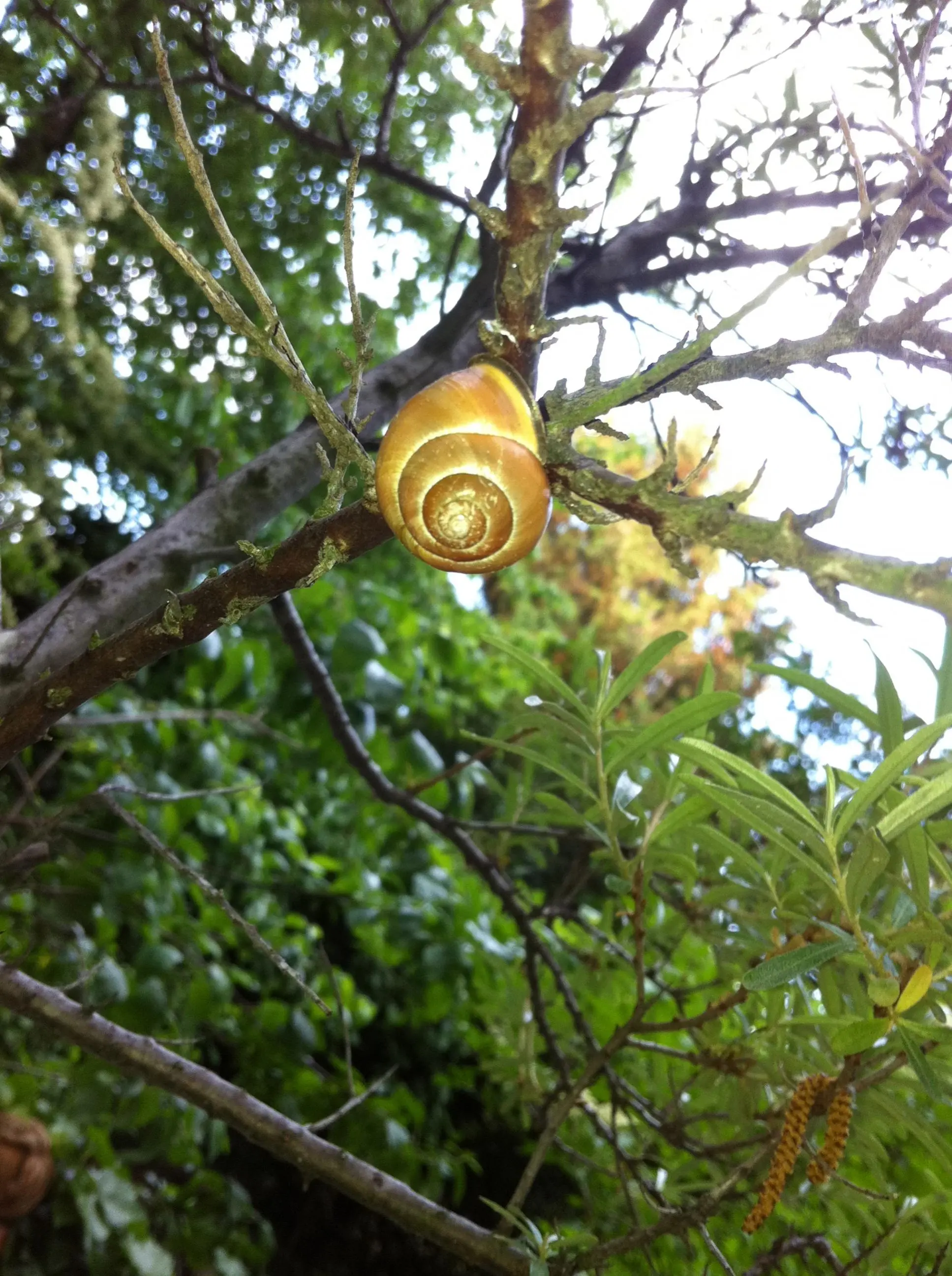 Schnecke mit Haus