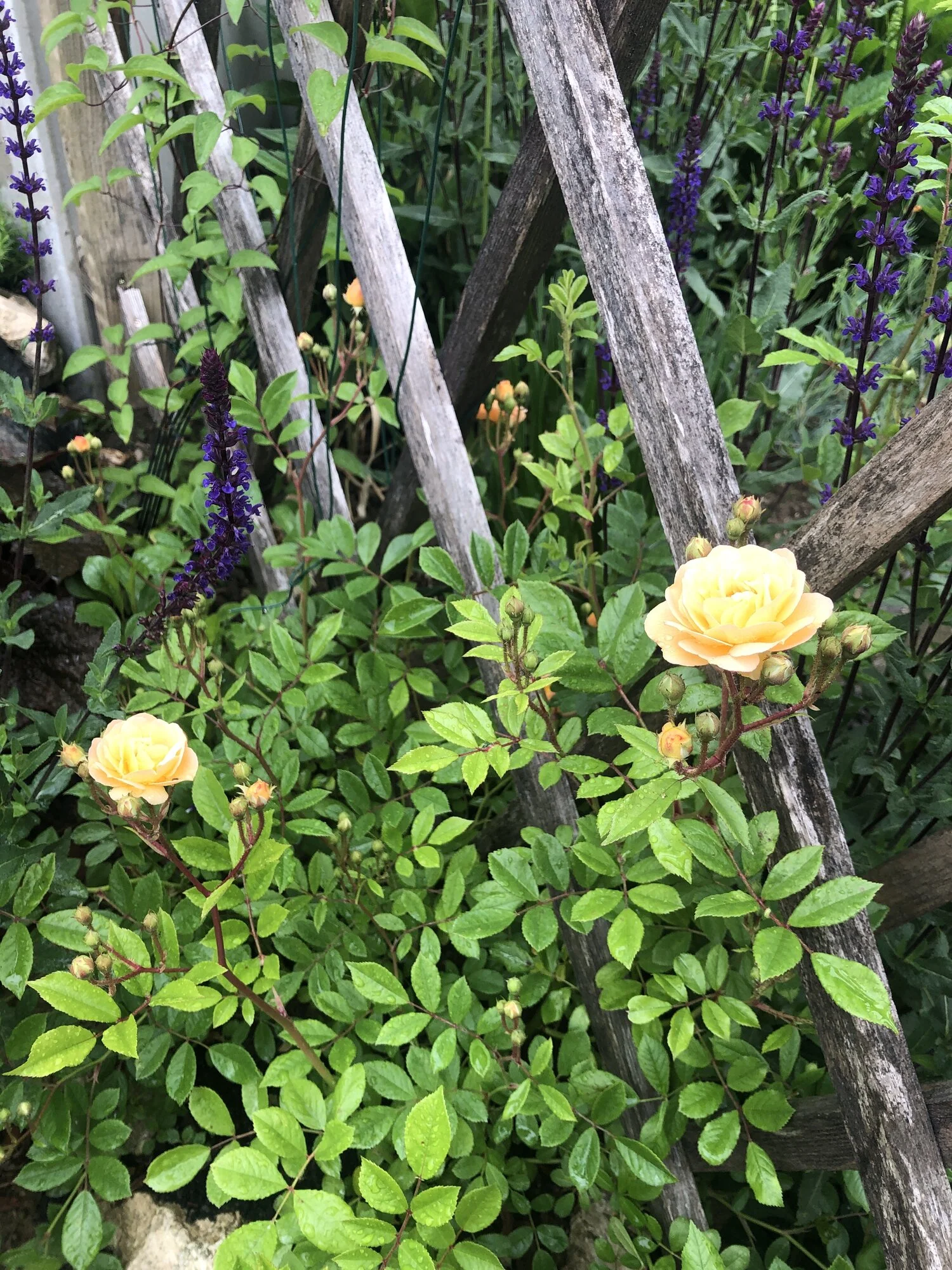 IMG_2328.jpeg