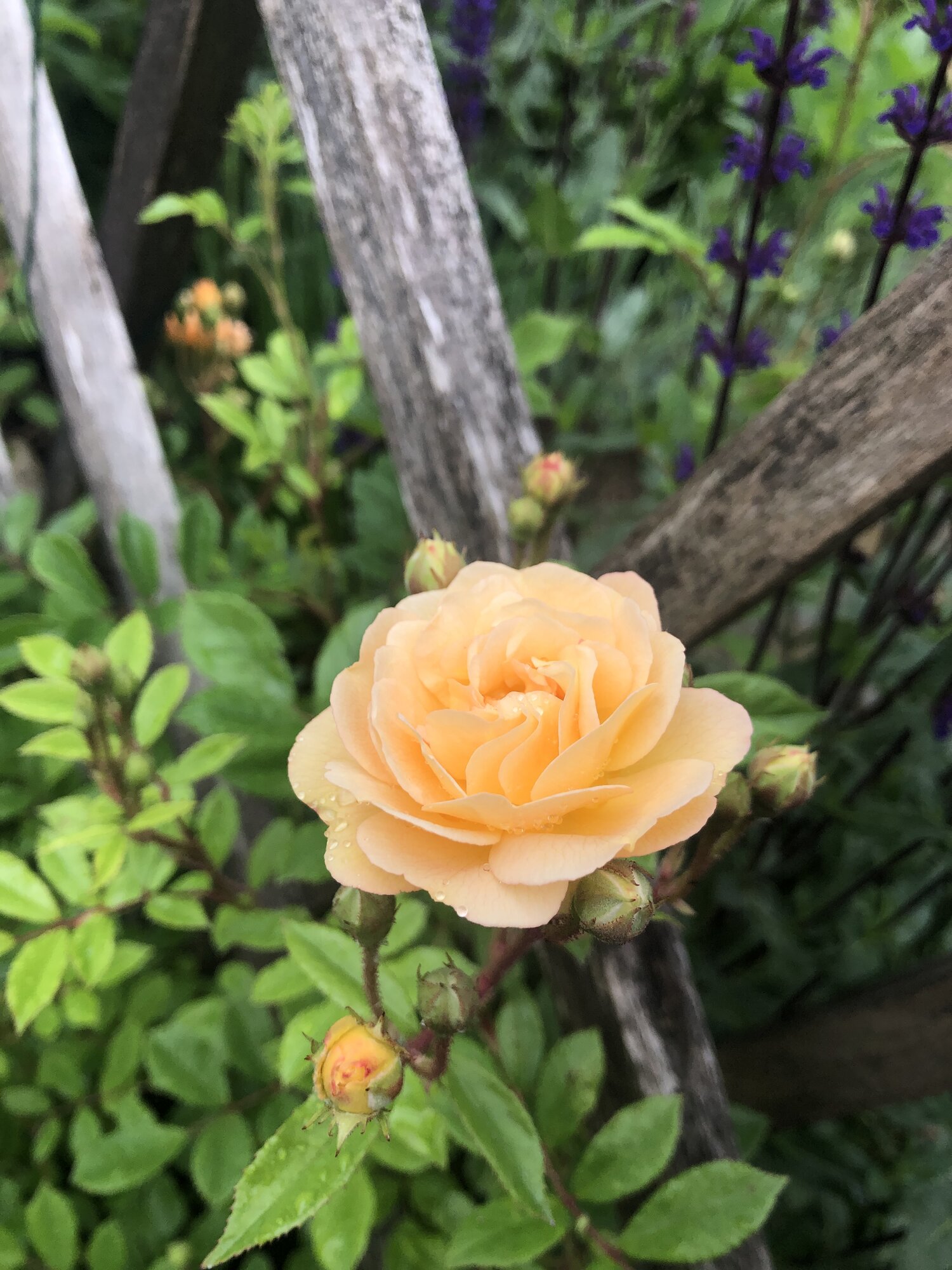 IMG_2329.jpeg