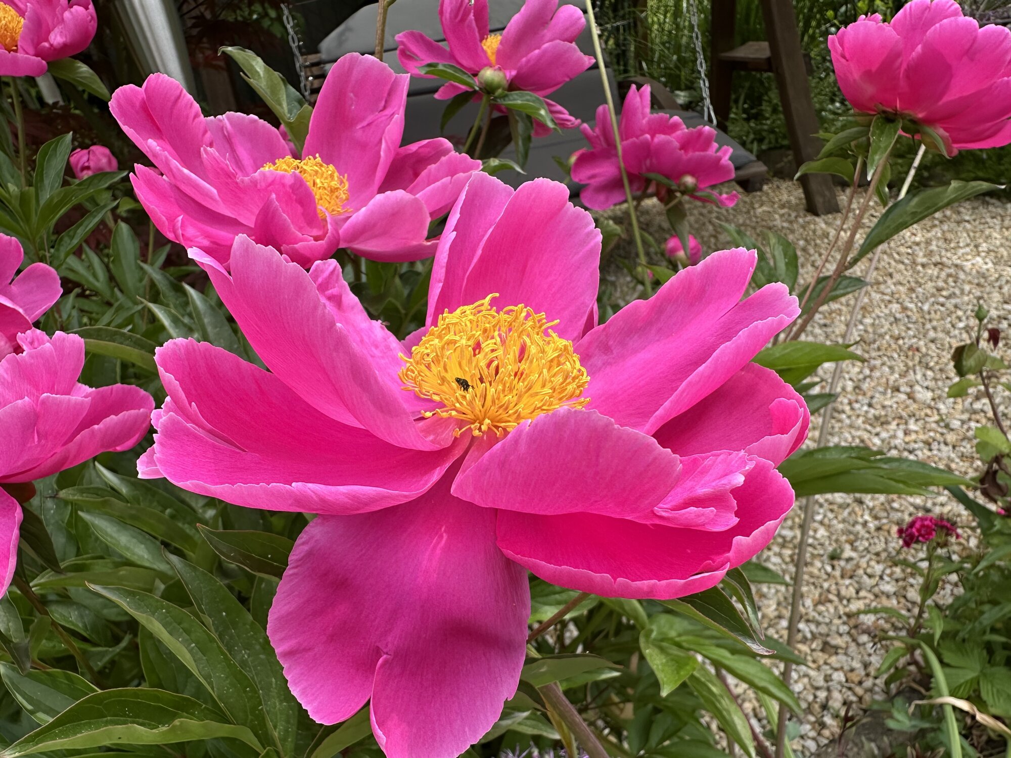 IMG_2428.jpeg