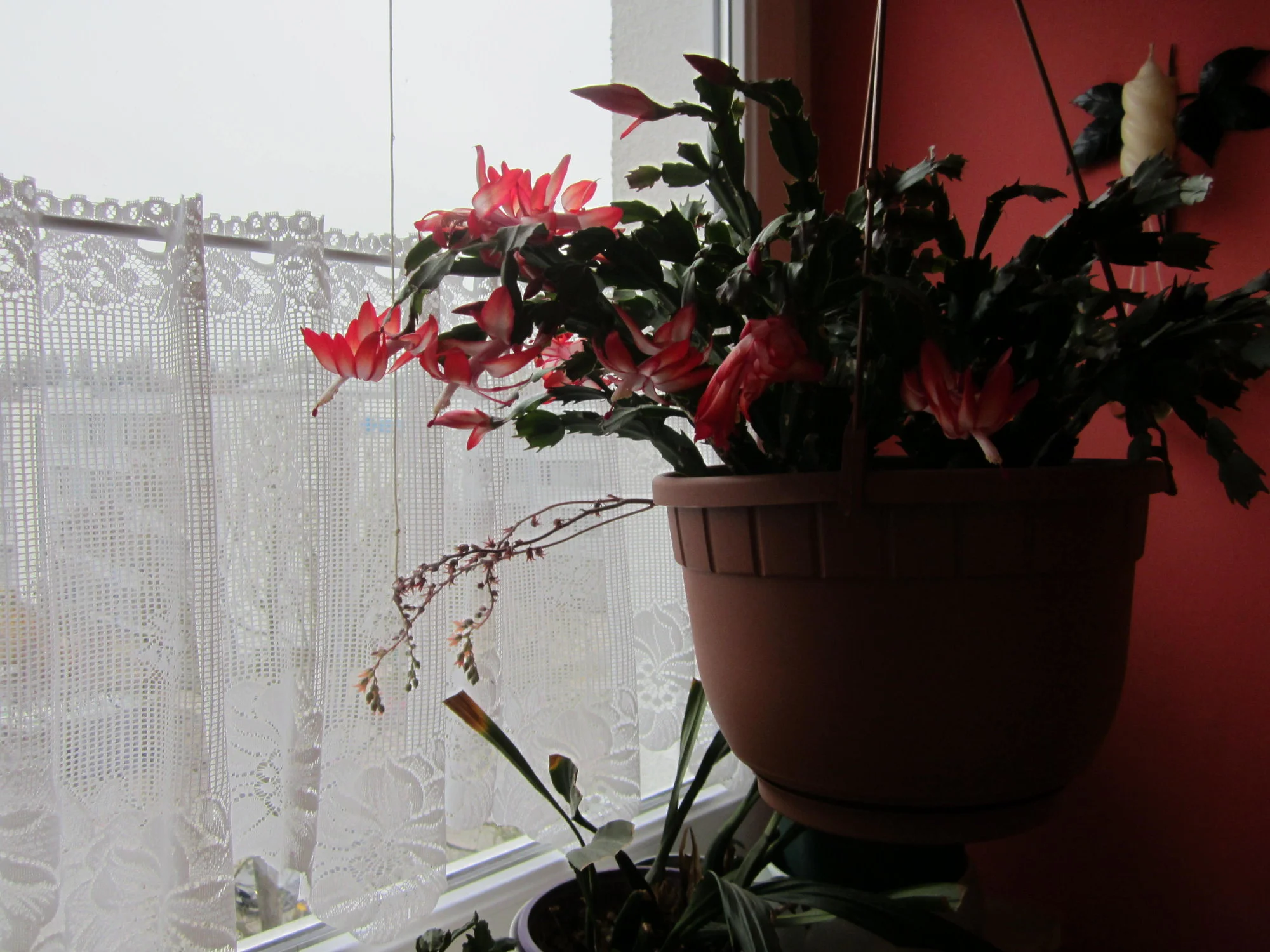 IMG_2455.webp