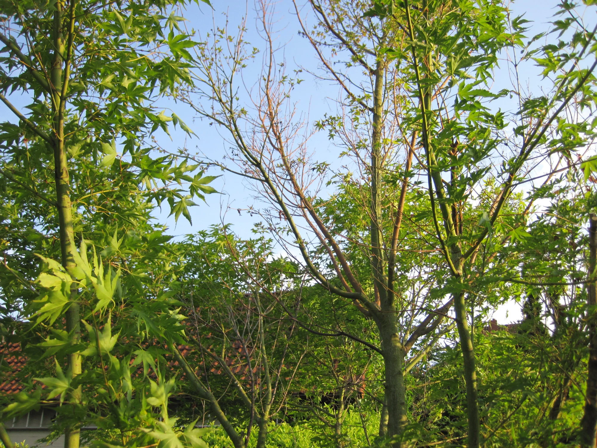 IMG_2492.webp