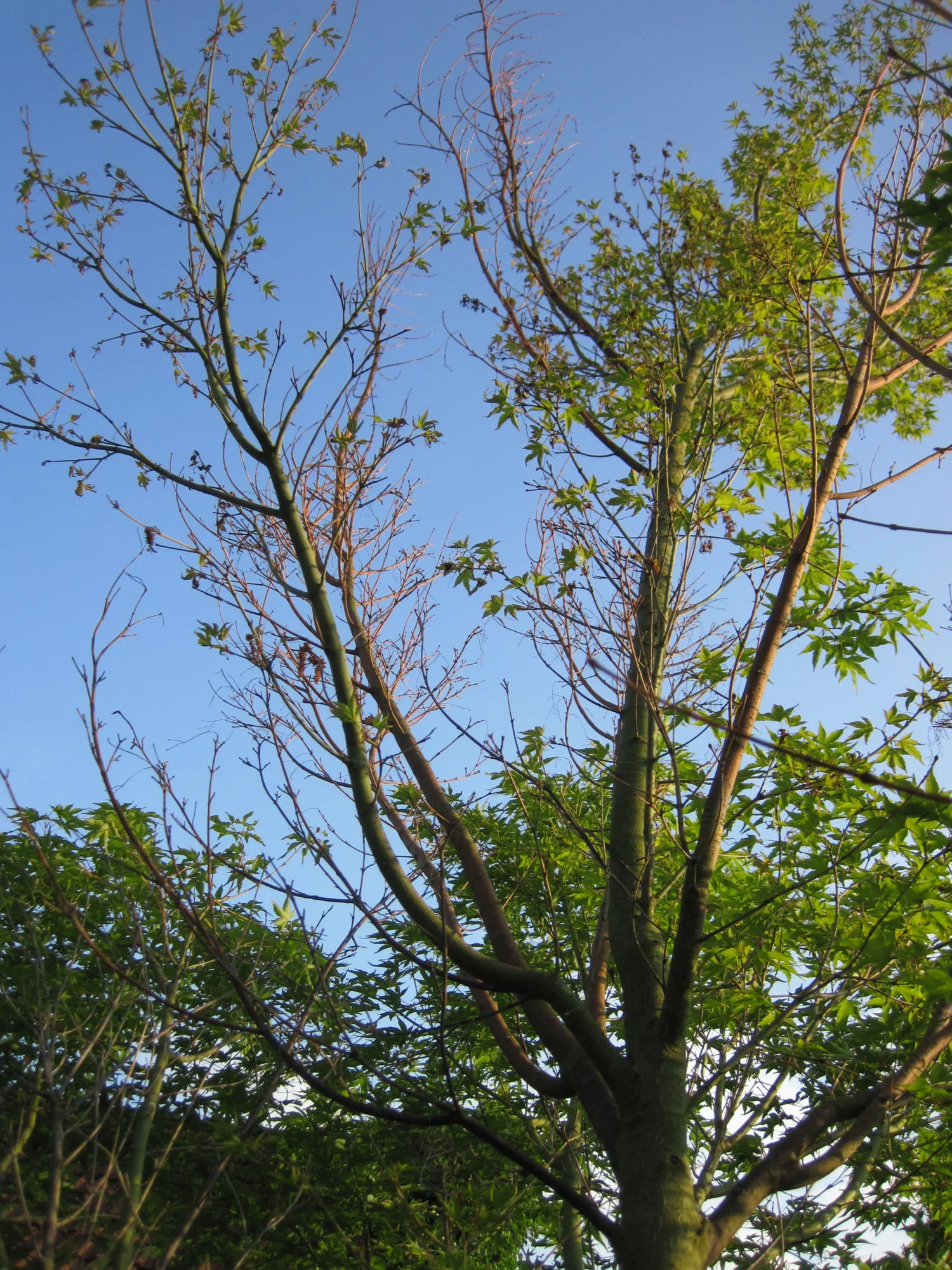IMG_2494.webp