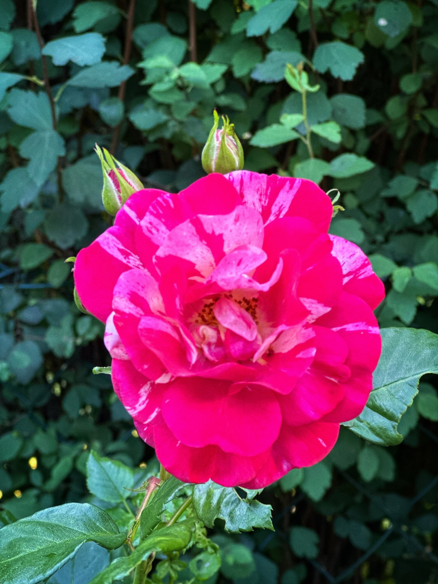 IMG_2495.jpeg