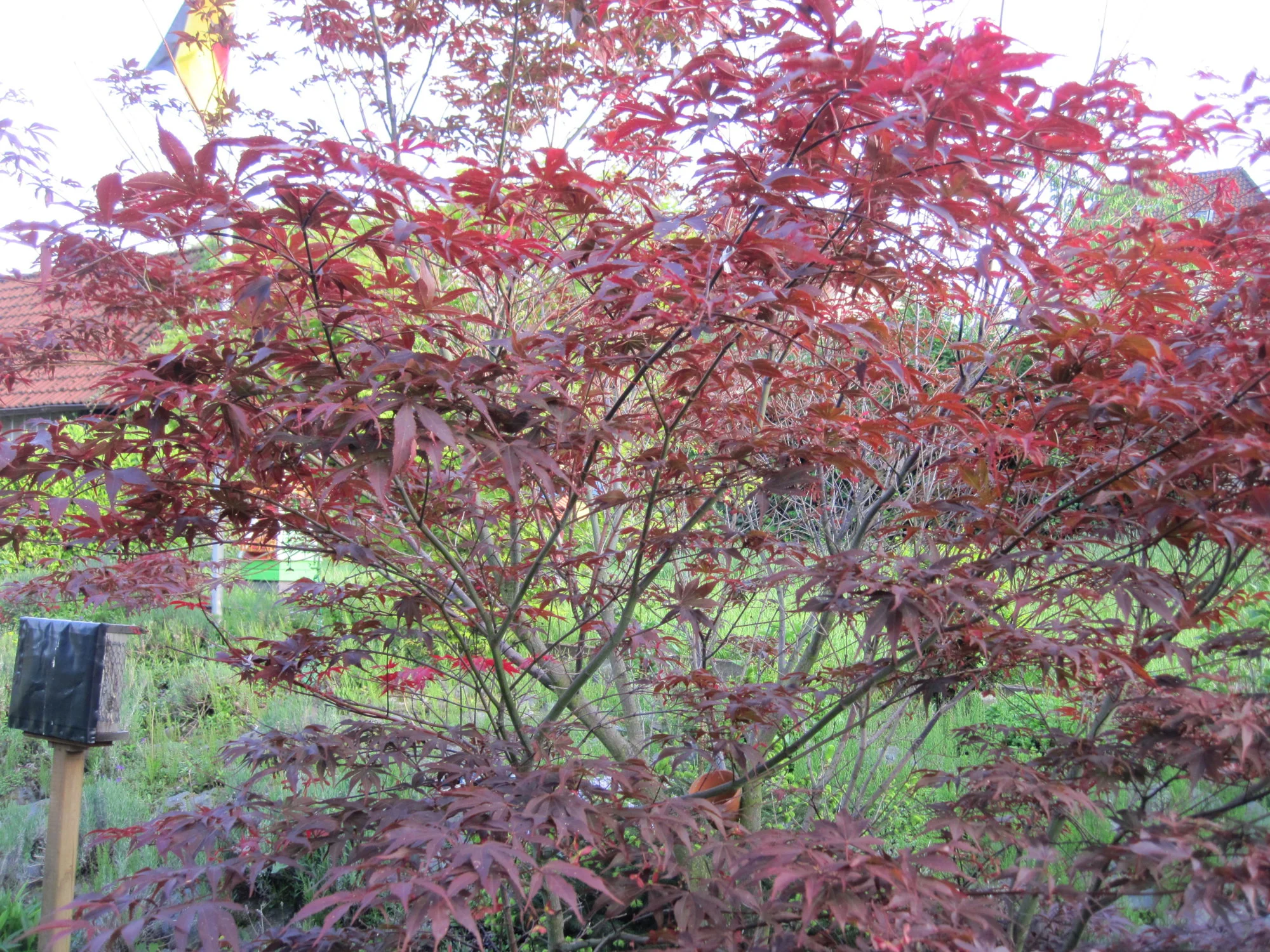 IMG_2499.webp