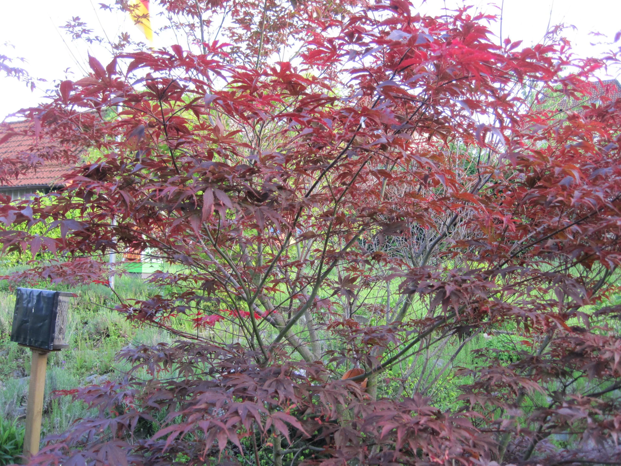 IMG_2500.webp