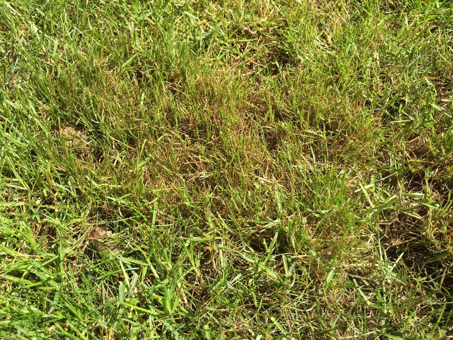 Gelbe Flecken im Rasen was tun?